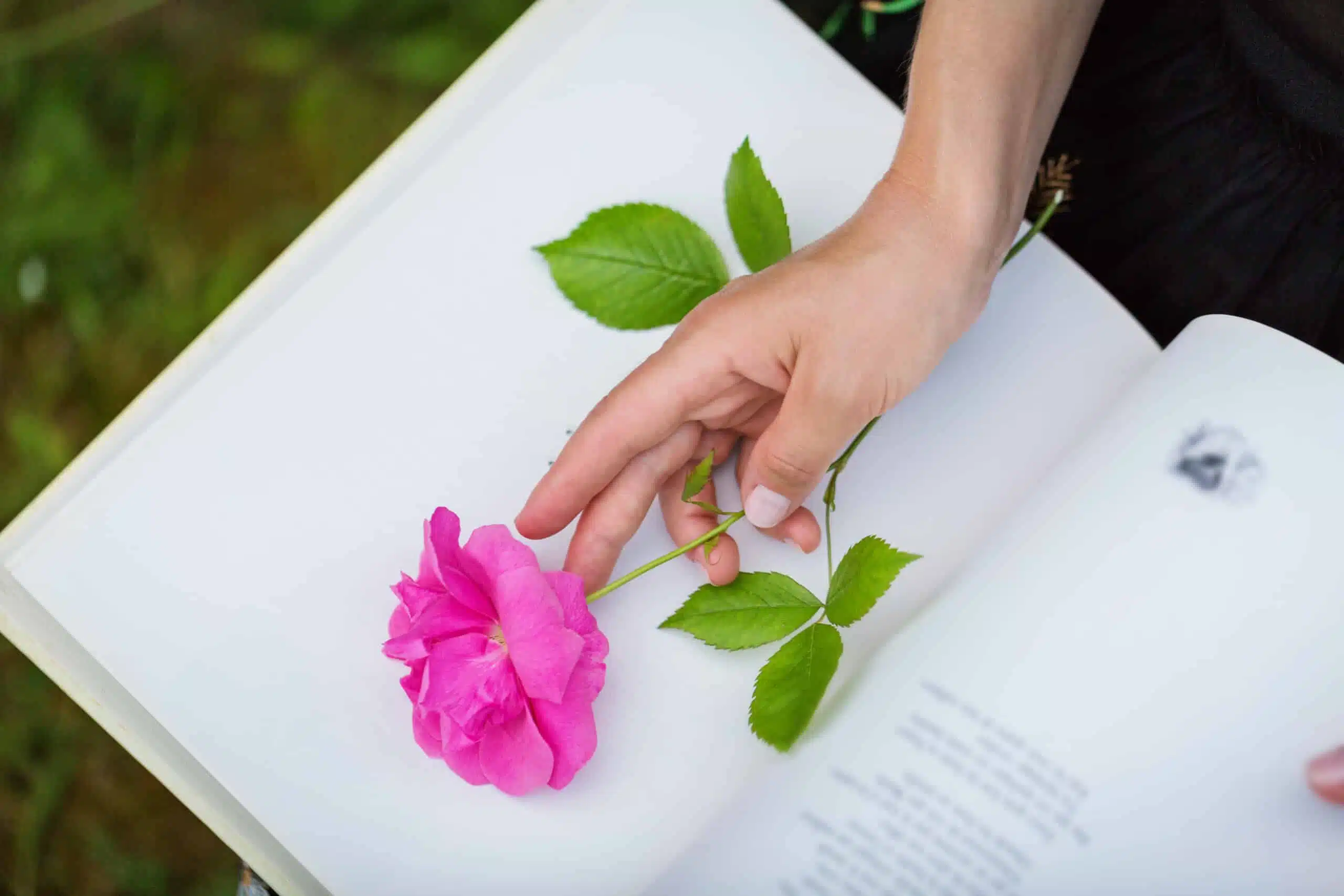 A woman's hand holding a rose on a book in the park