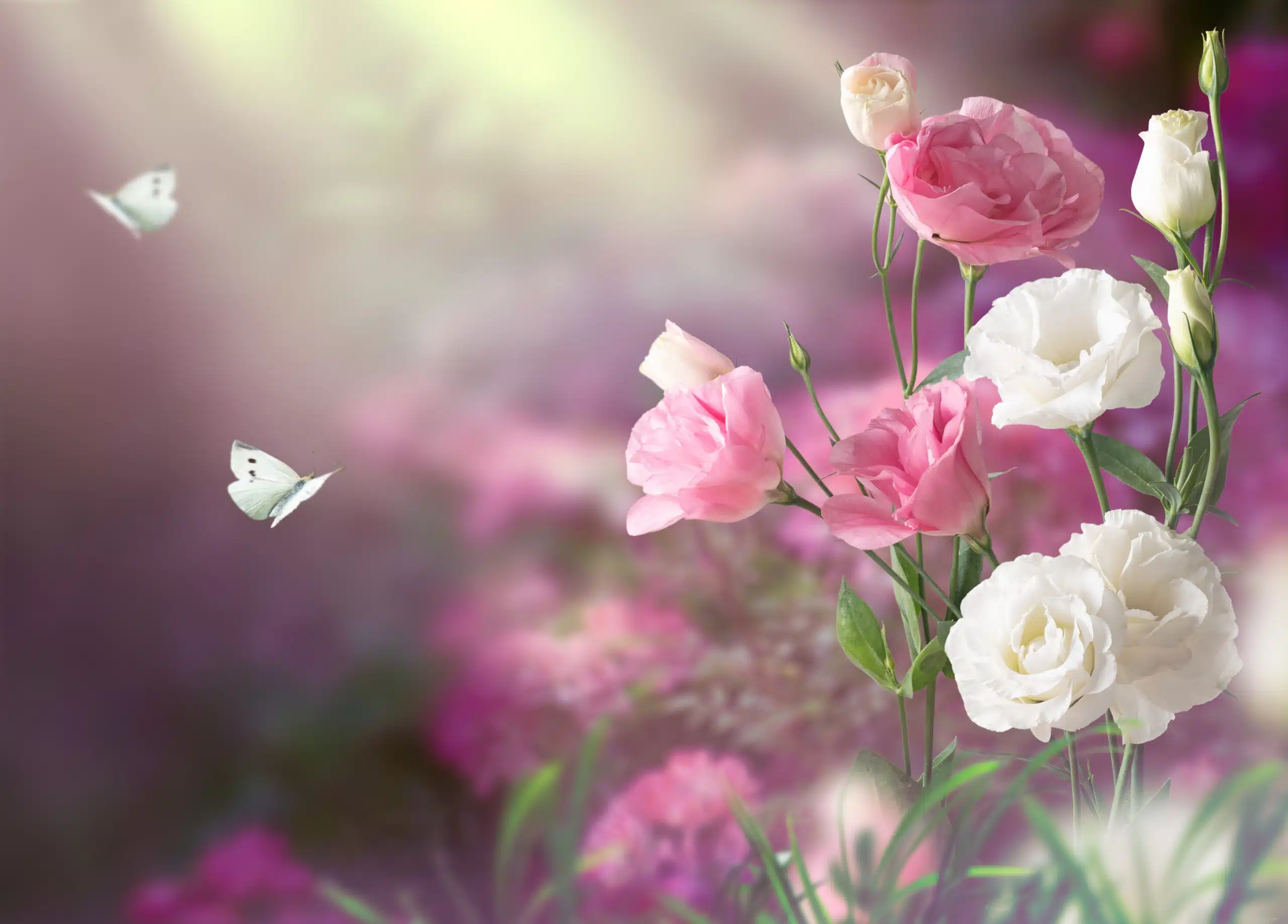 Beautiful flowers in enchanted garden with white butterflies.