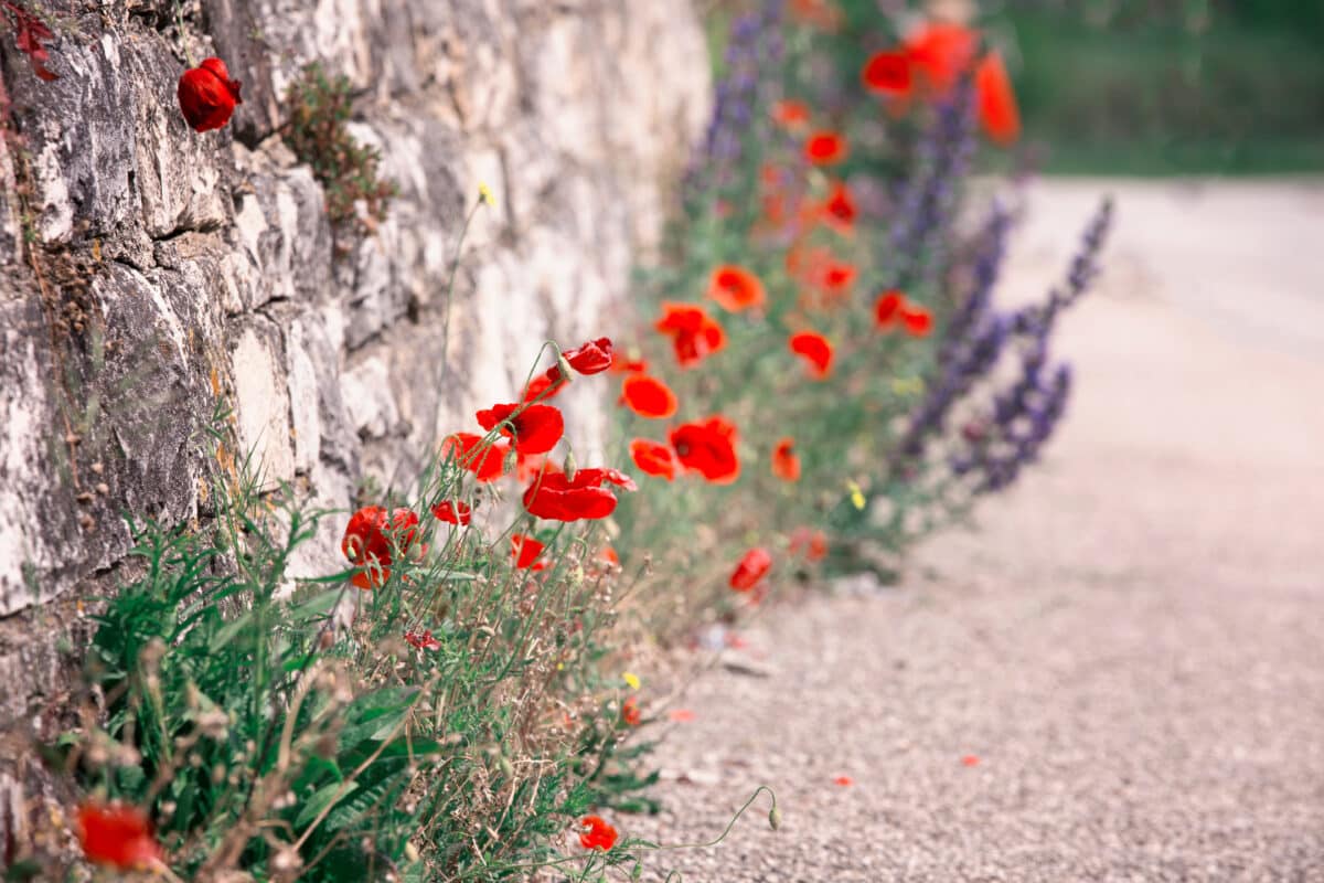 a lovely old road with scarlet poppies on the side
