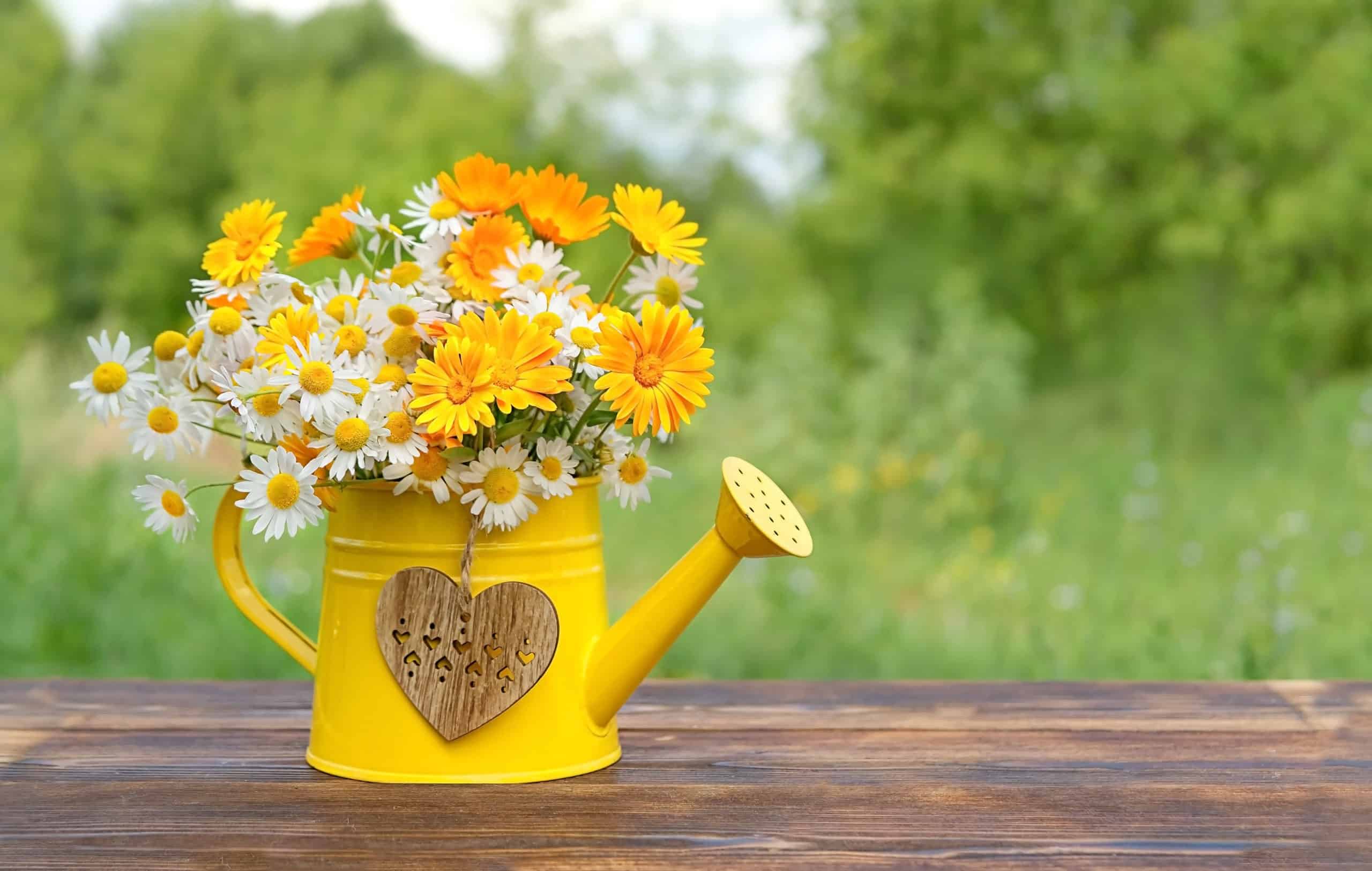Summer flowers bouquet in yellow watering can, rustic garden.