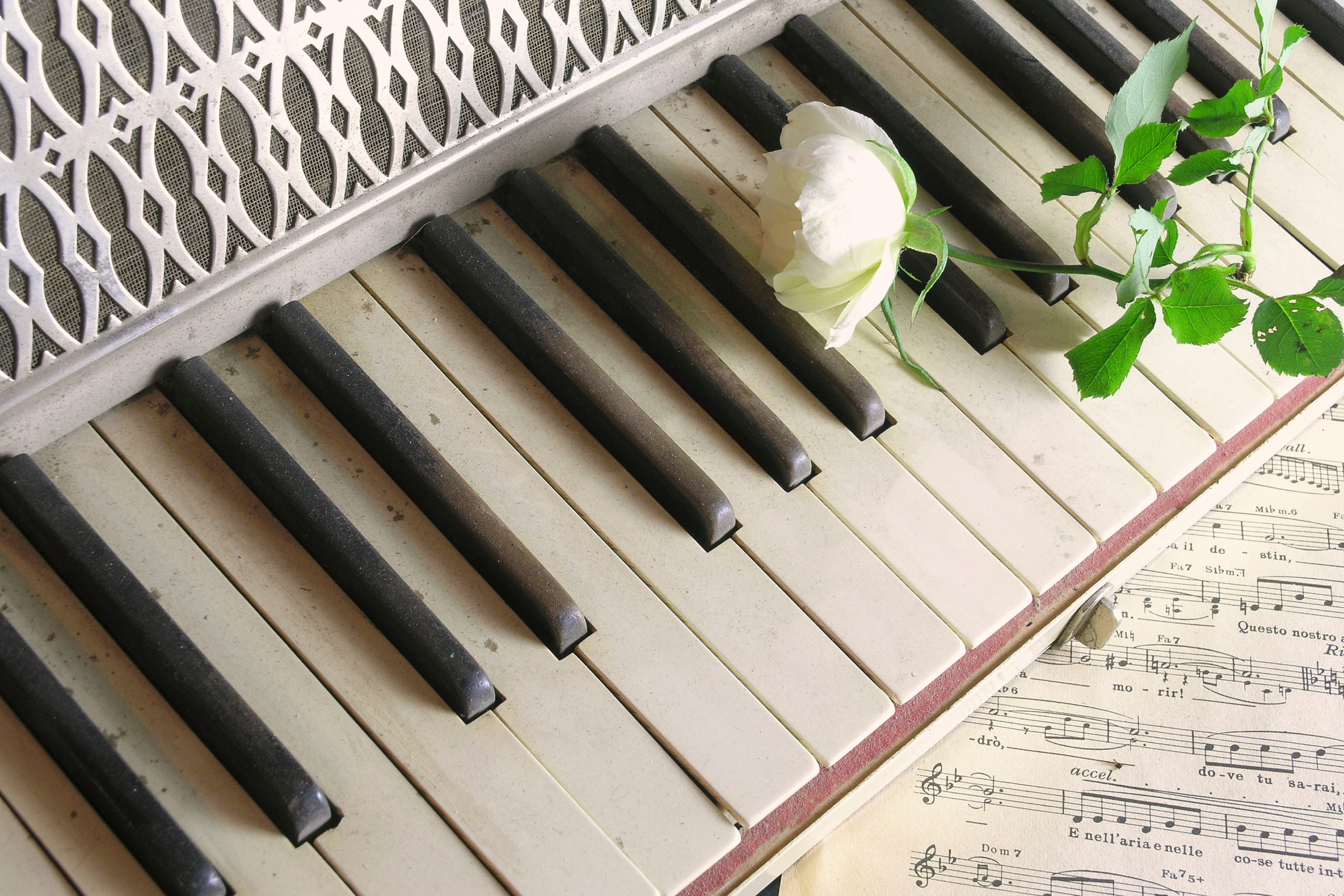 Piano keys and a white stem rose on top.