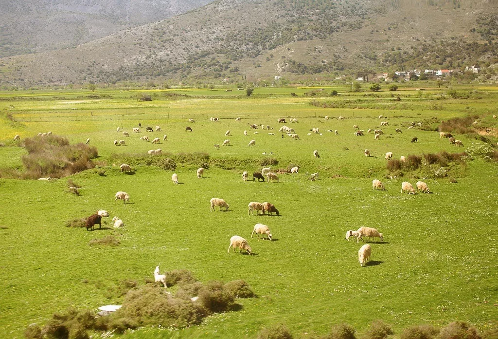 Large flock of sheep in the verdant mountains.