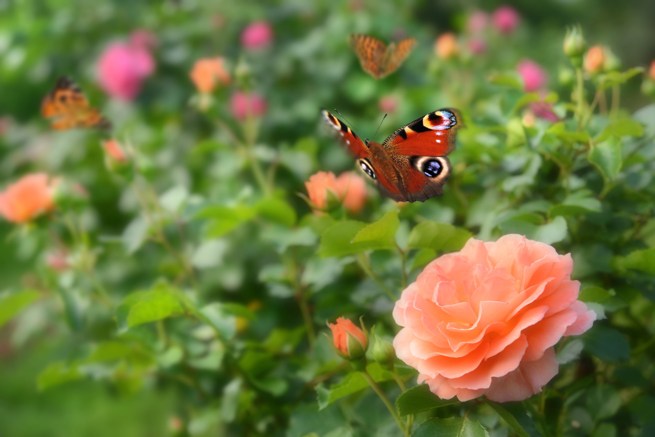 Rose garden with butterflies
