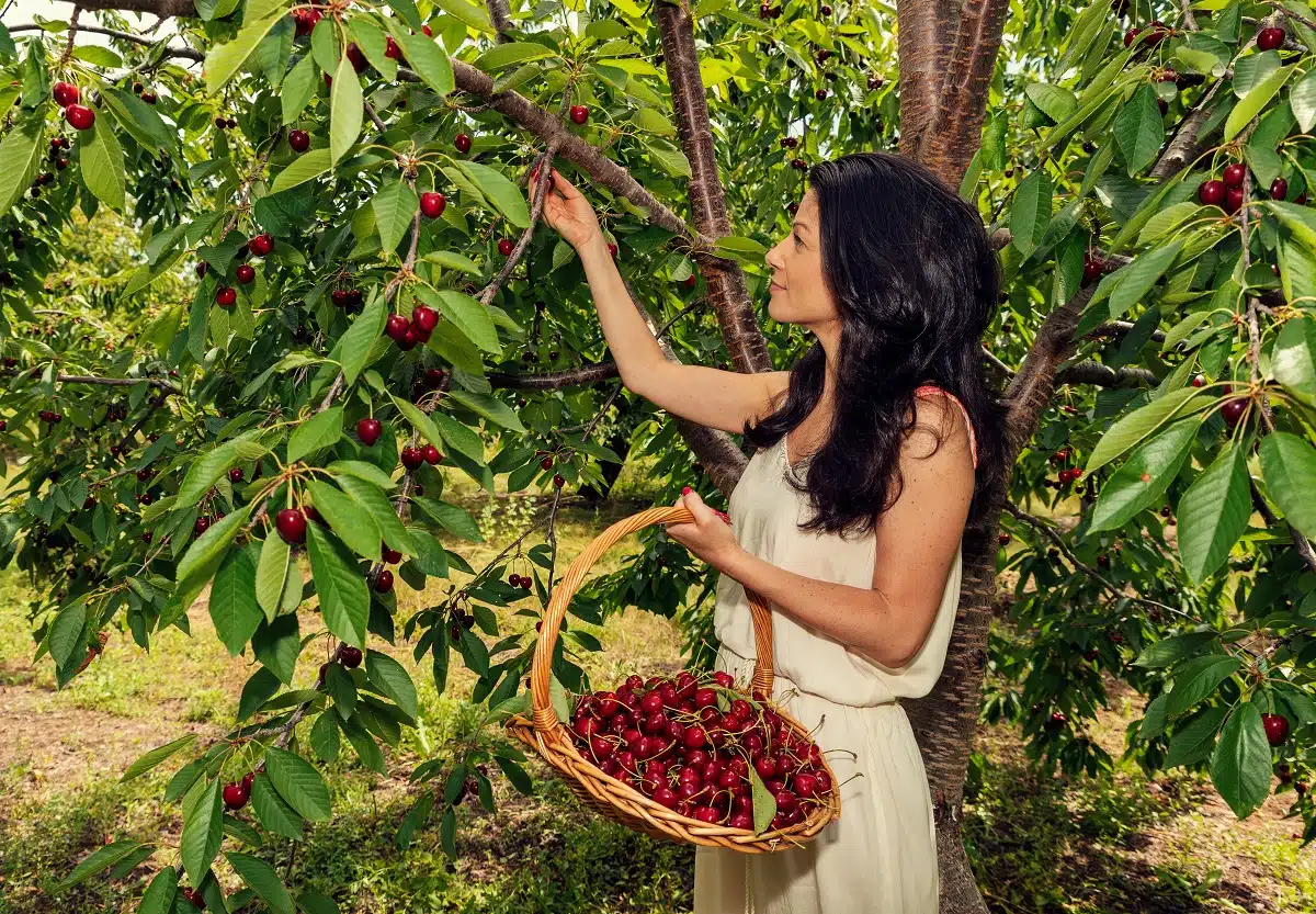 Beautiful young woman holding a basket with cherries in the orchard 