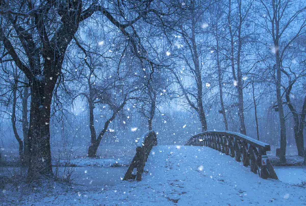 Snowfall in the nature at night