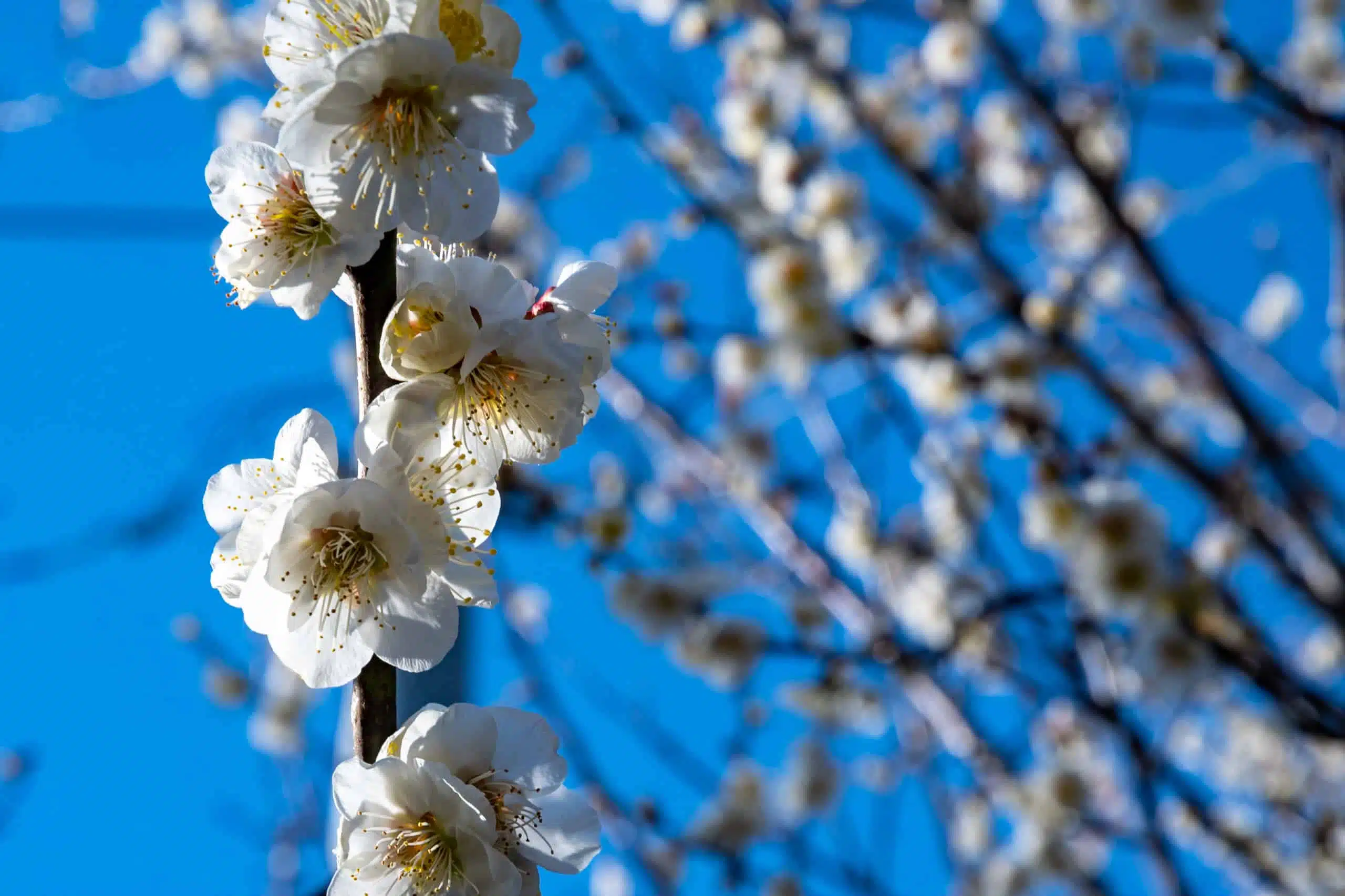 Beautiful white blossoms of a Japanese plum tree against the blue sky.