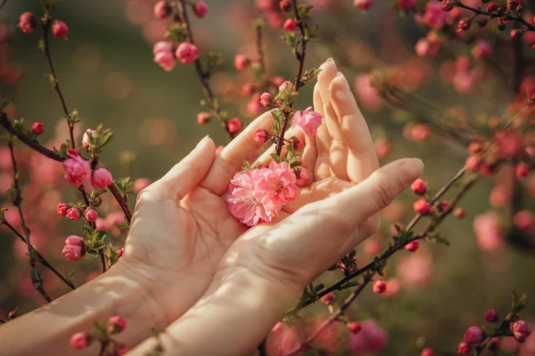 female hand holding cherry blossoms on branch