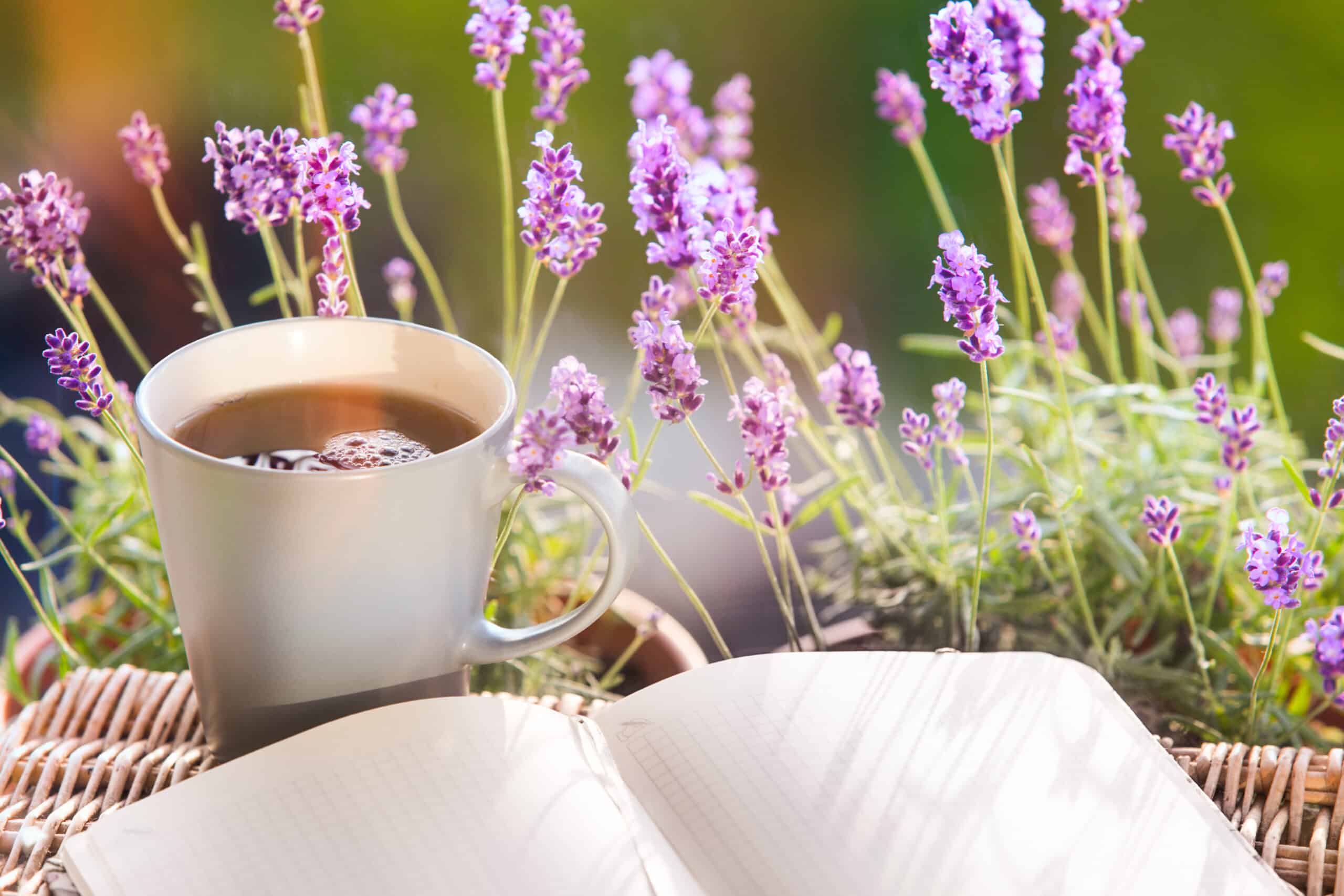 Open blank notebook, a cup of tea or coffee and lavender flowers in the field.