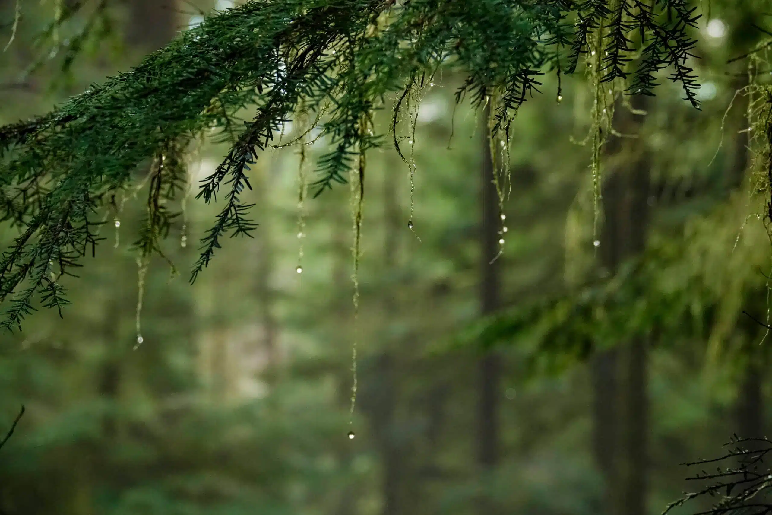 Wet moss covered branches in dense temperate rain forest.