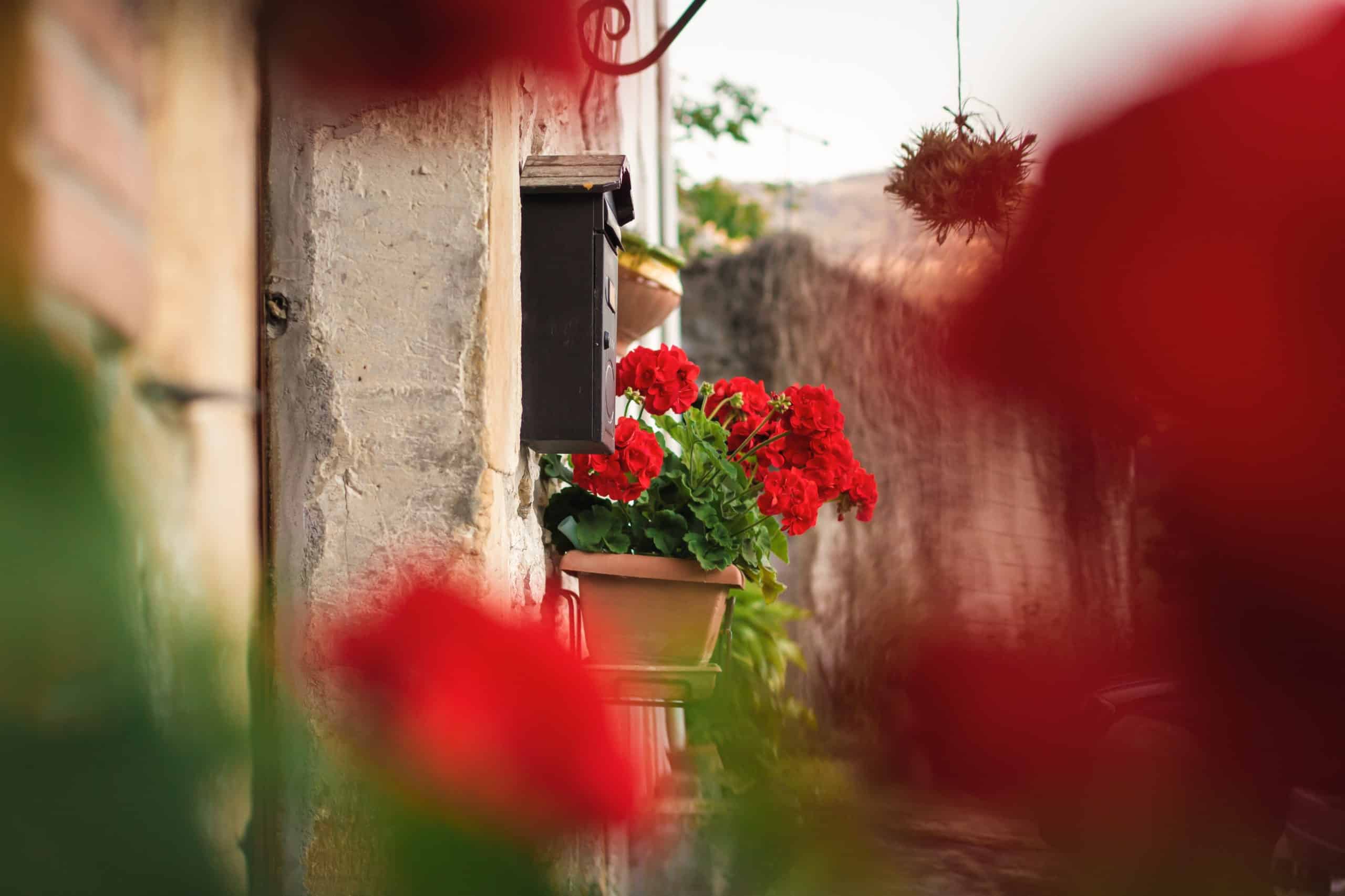 Red geraniums on a stone house.
