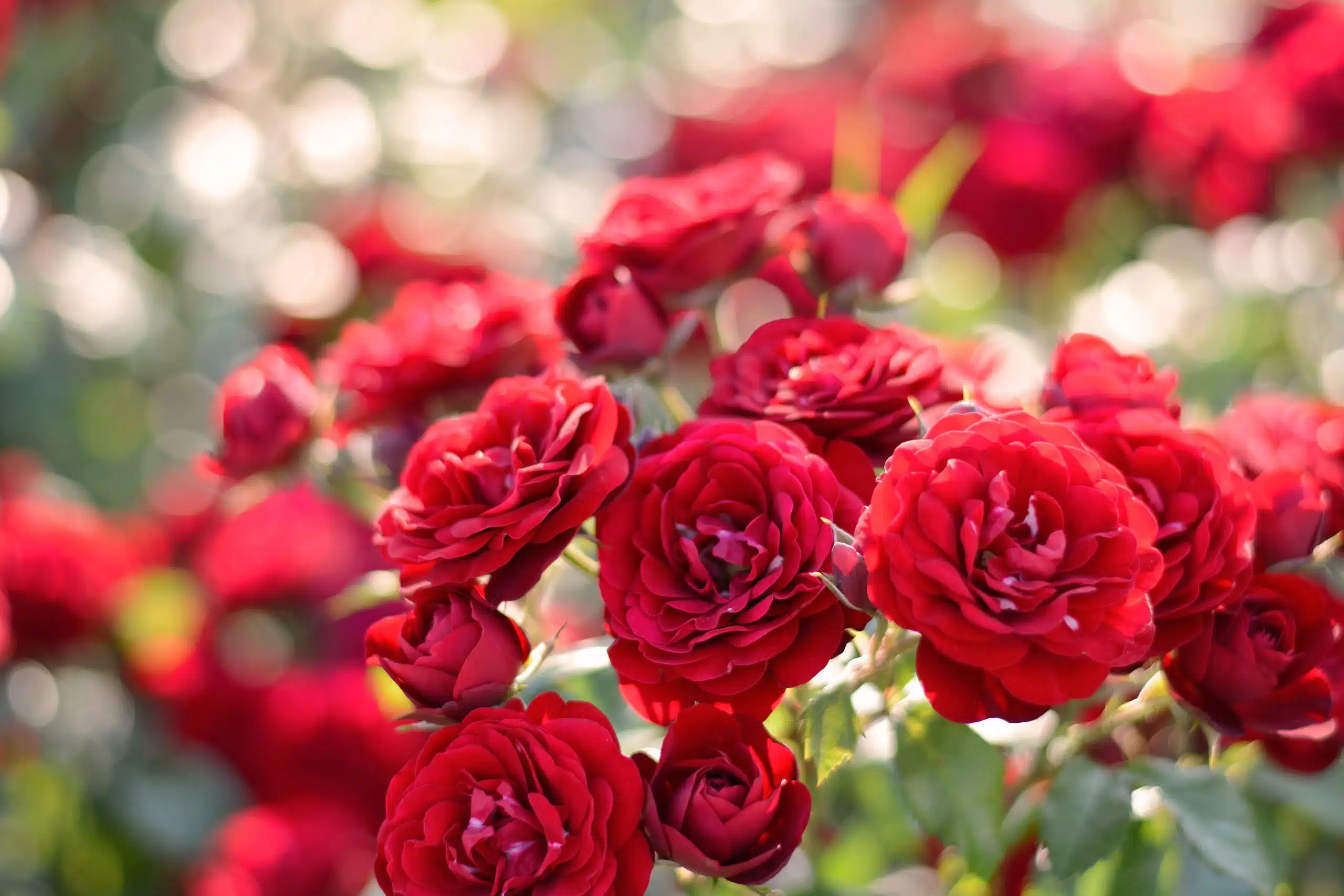 Red roses blooming in sunlight.