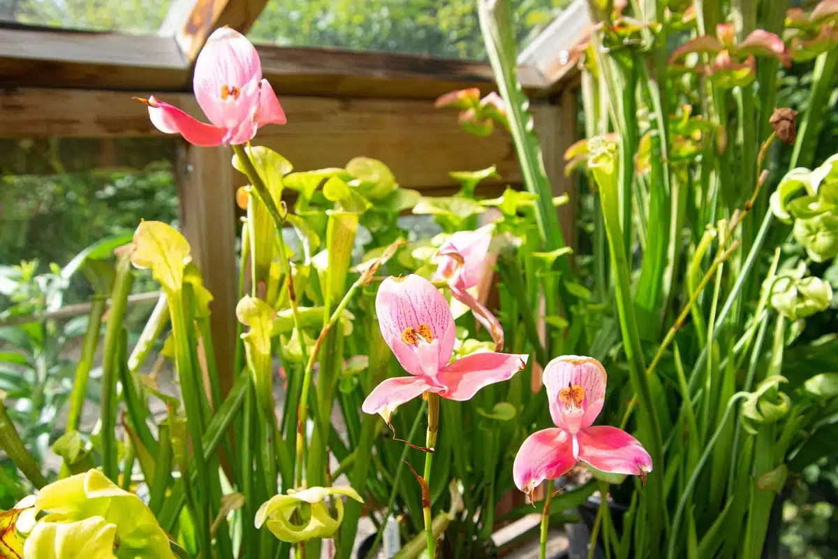 Pink pogonia japonica flowers outdoor.