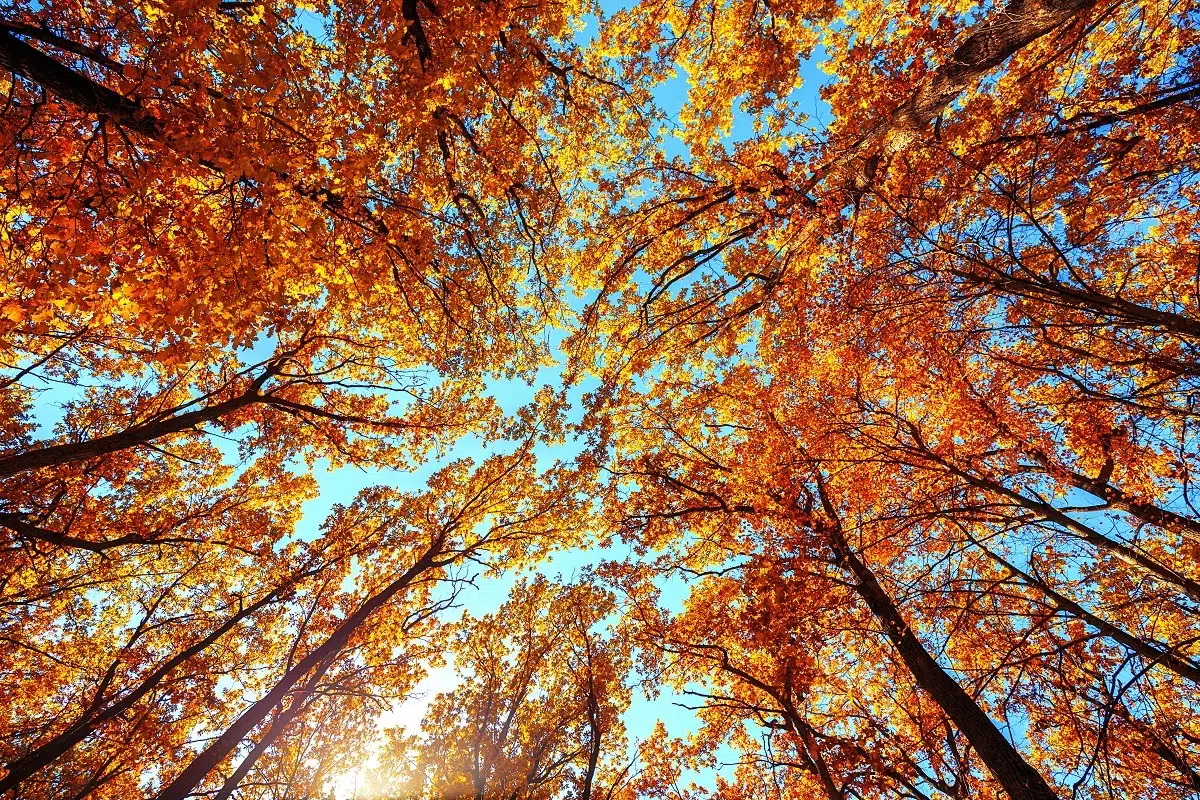 Autumn trees in deciduous forest, blue sky above.