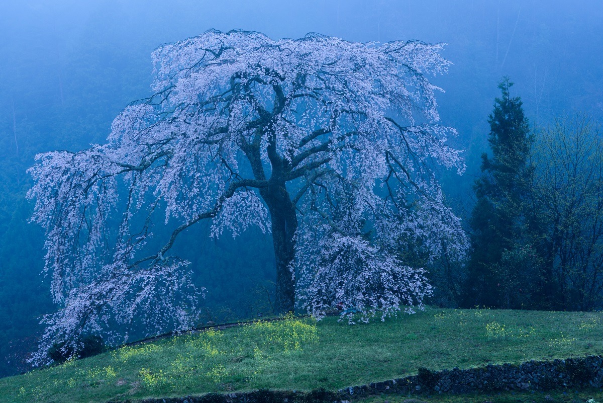 Sakura tree blossoms in a misty night.