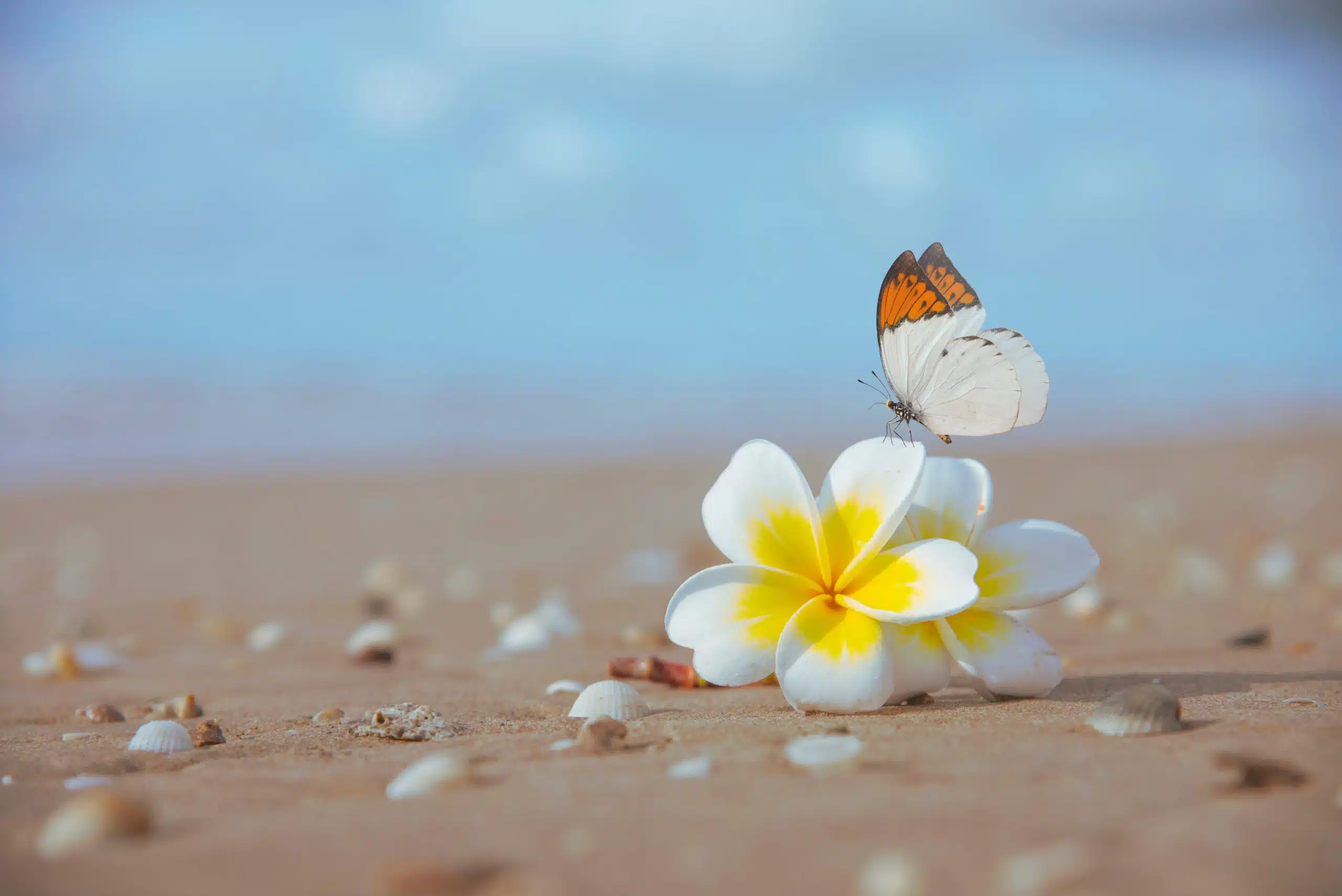 Flower and butterfly on the beach