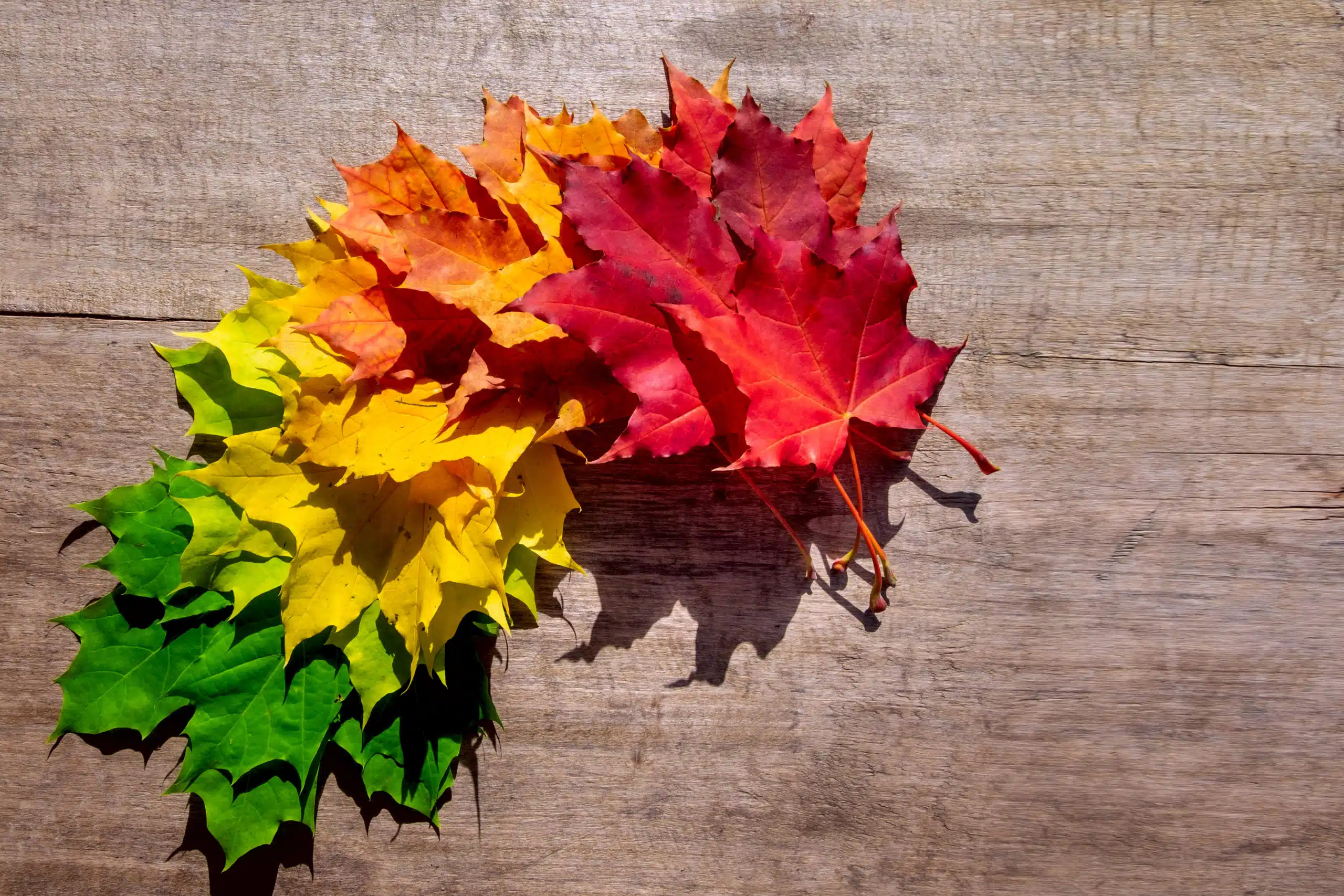 Maple leaf transition from season to season.