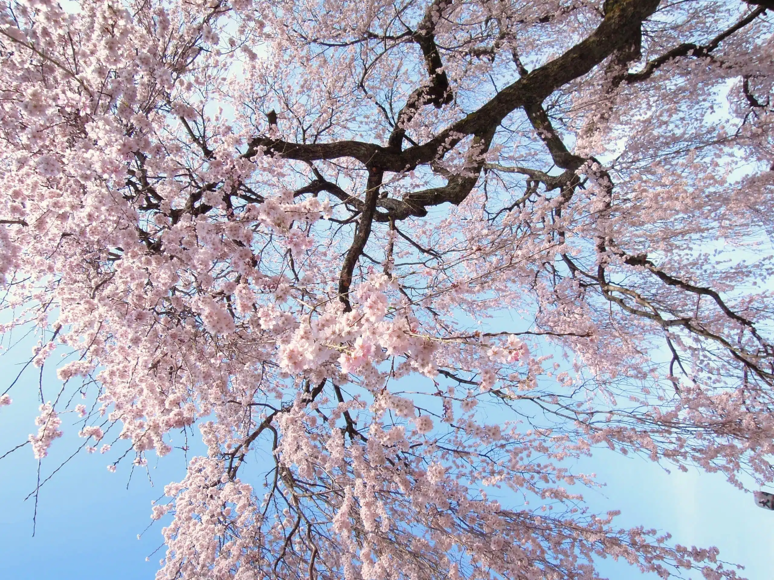 Cherry Blossom Tree canopy and blue sky.