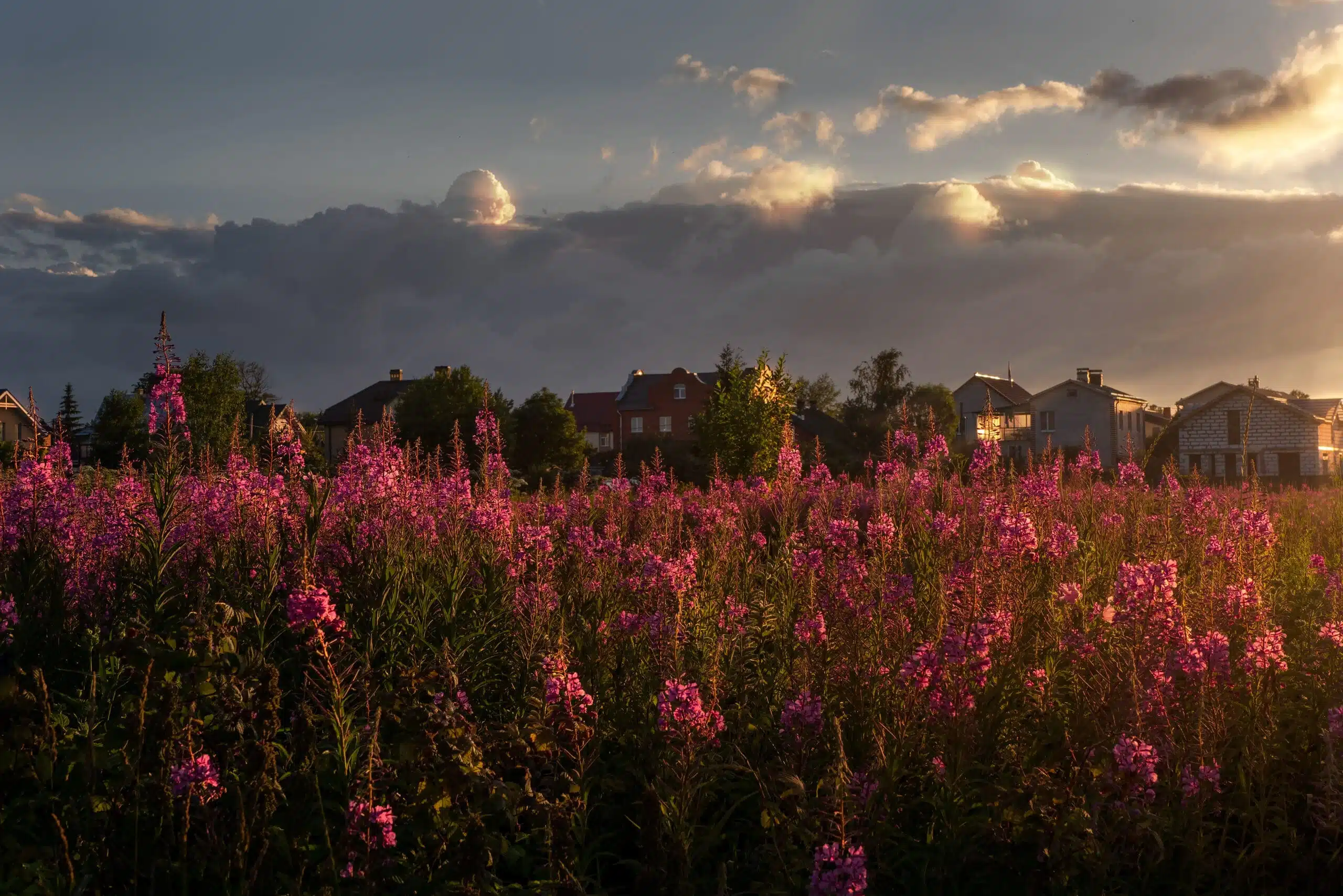 Beautiful evening landscape at sunset with a field of flowering cypress