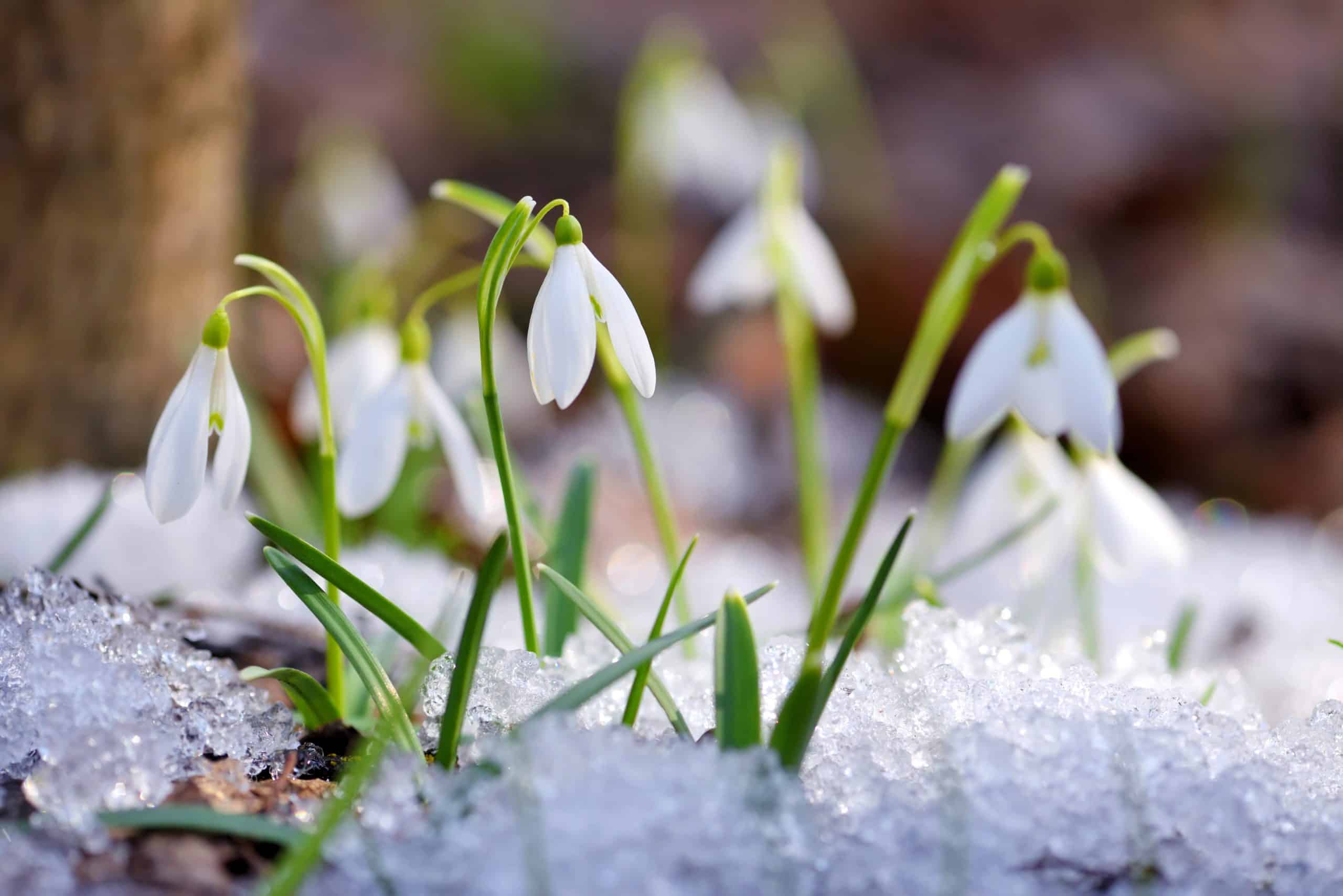 Snowdrops in the spring forest.