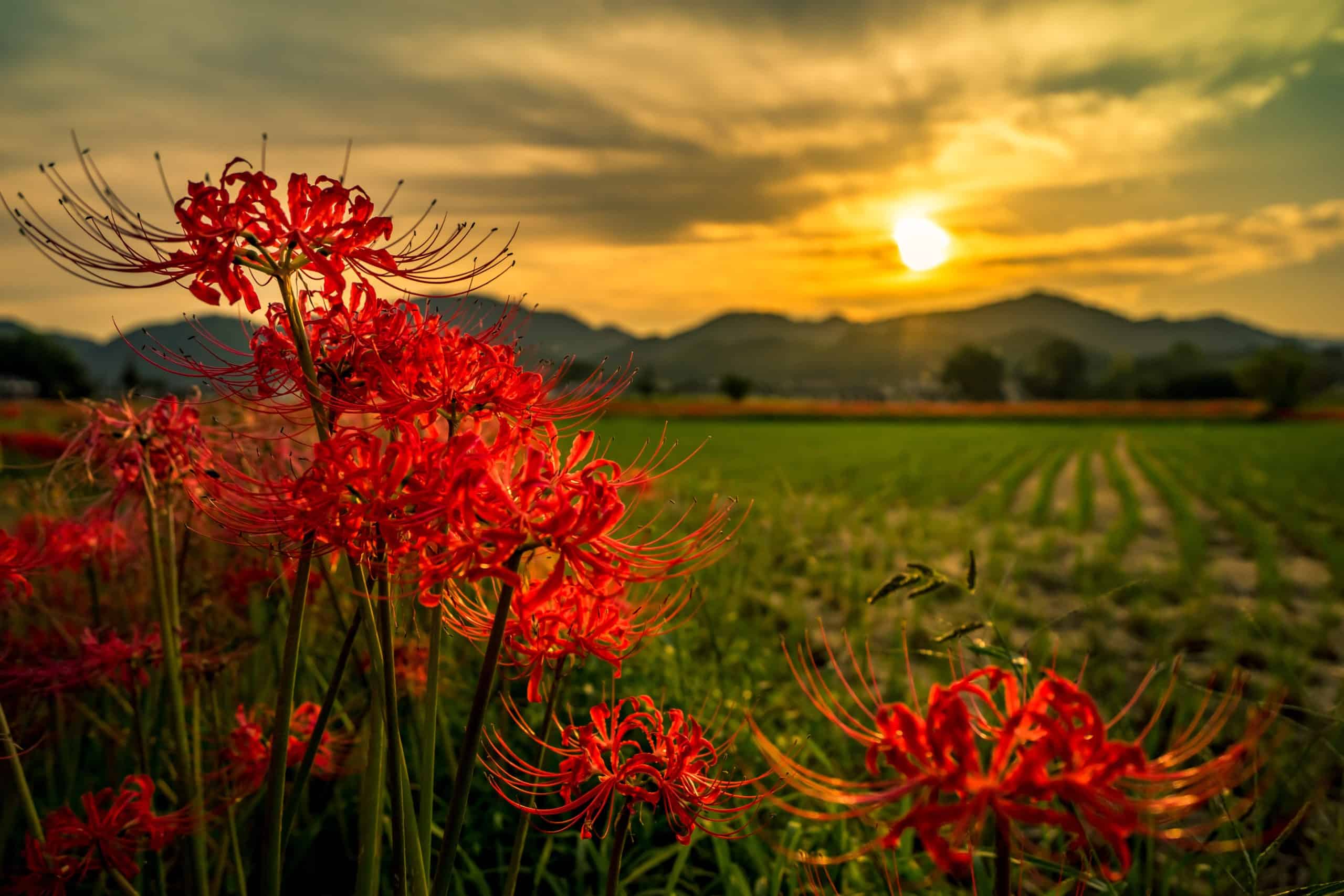 beautiful sunset scenery, red flowers in the field.