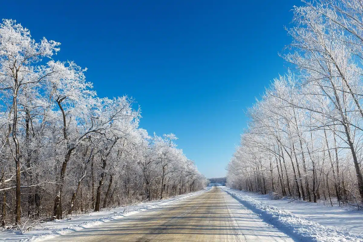 A tree-lined road in wintry forest.