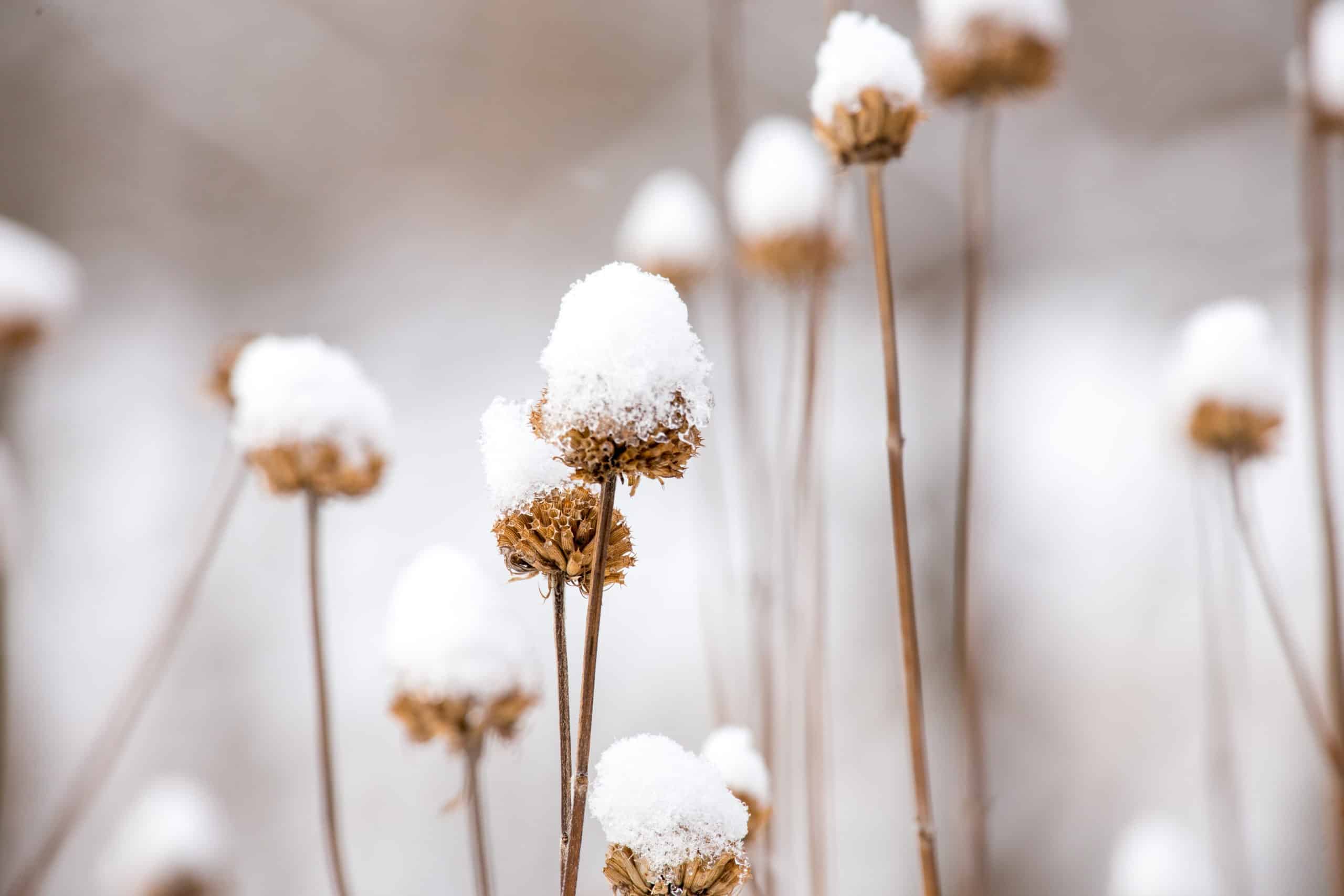 Cute white flowers in snow.