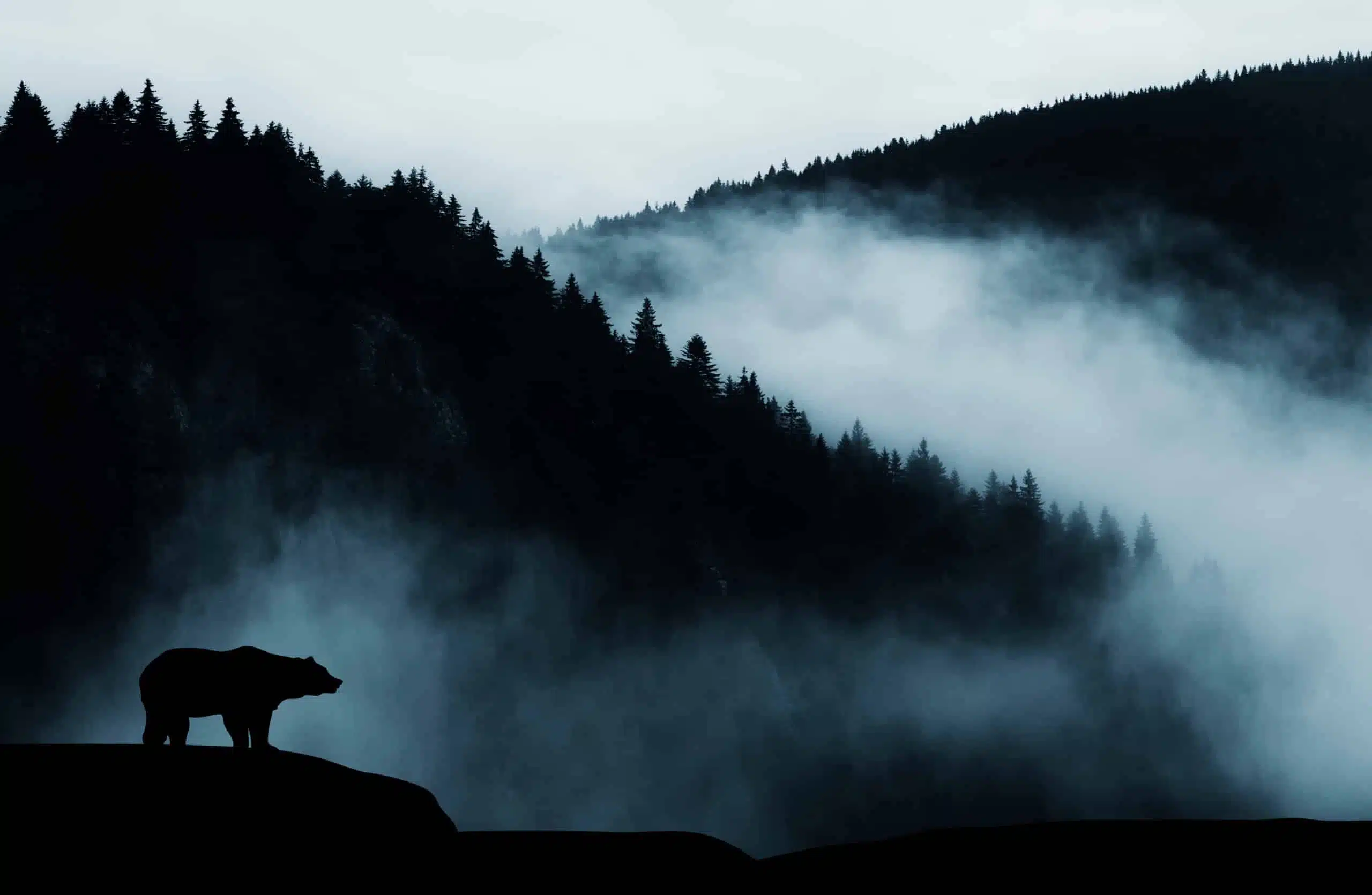 wilderness landscape with bear silhouette and dark misty mountain.