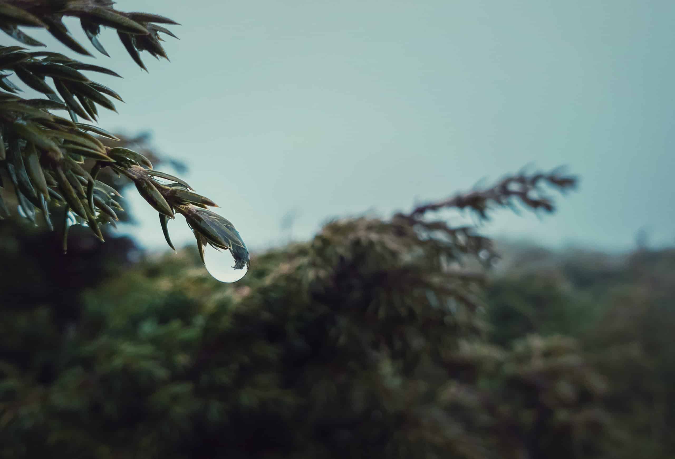 Dew raindrops hang on coniferous bush branches.