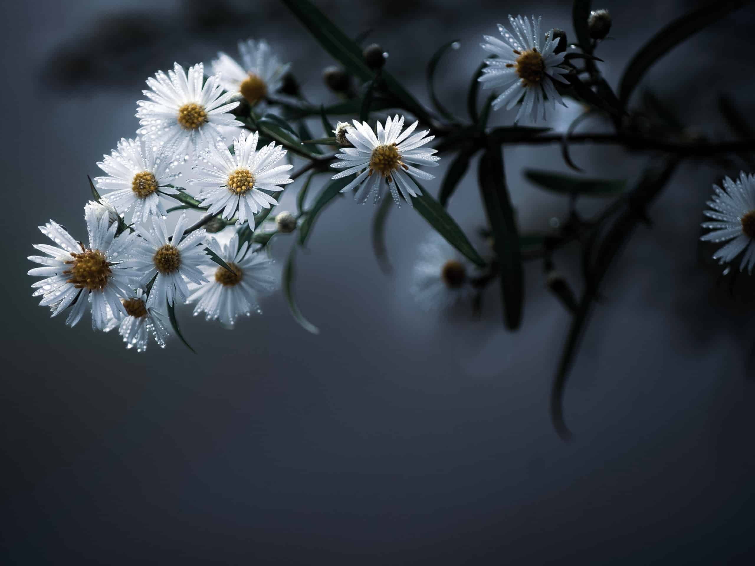 White daisies in gray background.