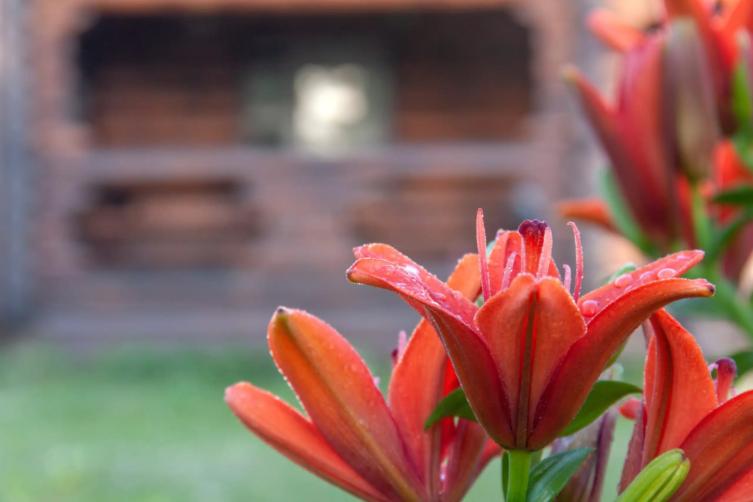 Red lilies with dew drops at dawn.