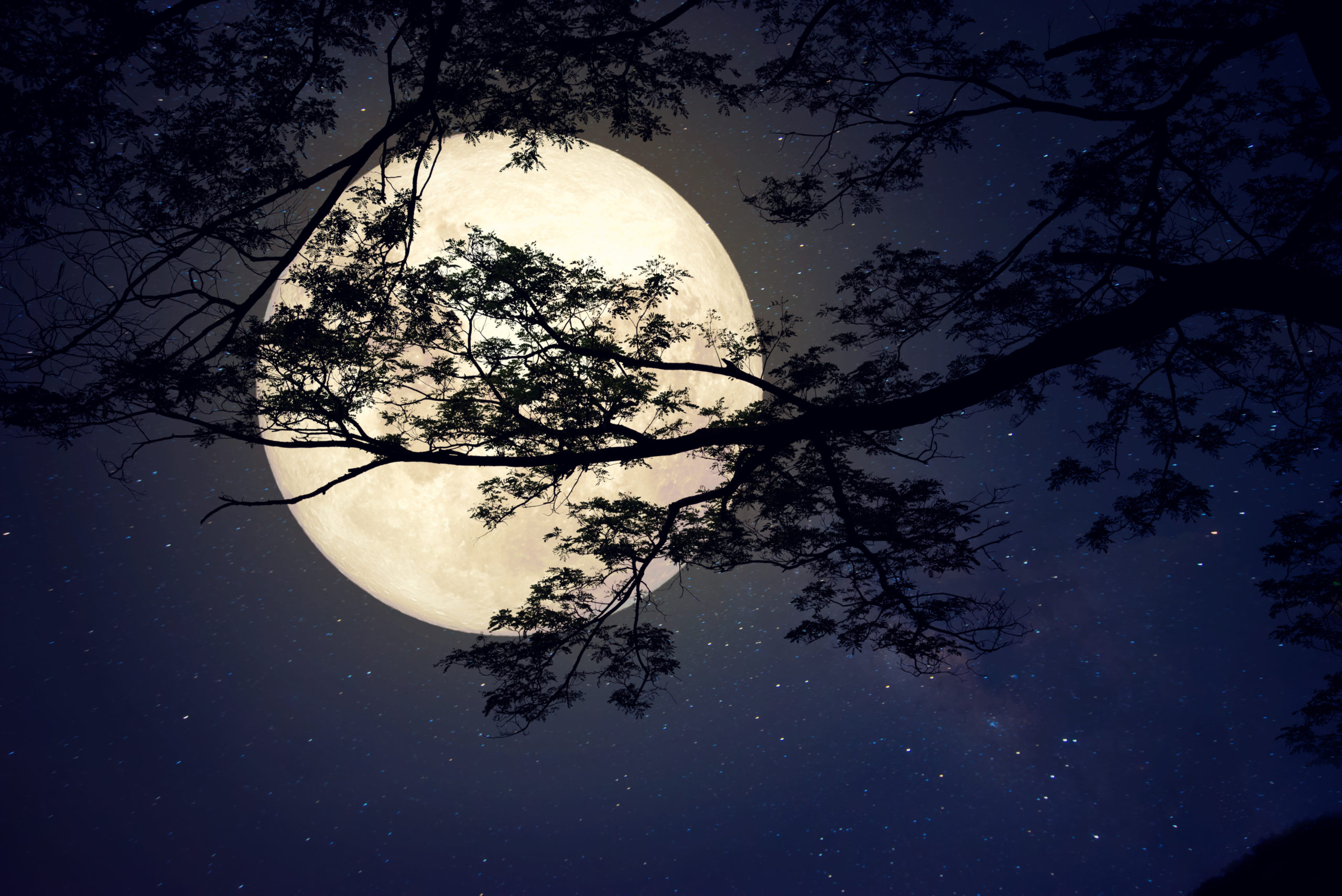 Moon on the night sky behind tree branches.