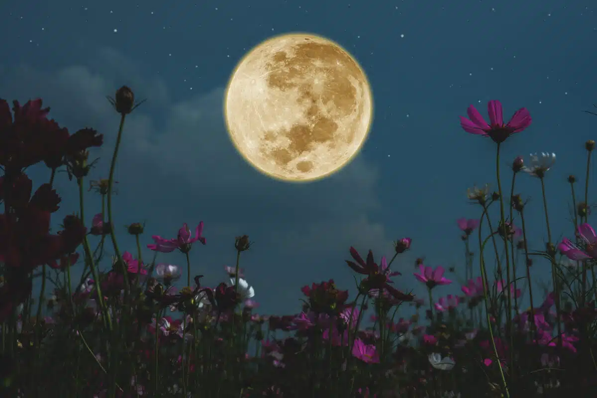 Dark cosmos flower with full moon at night.