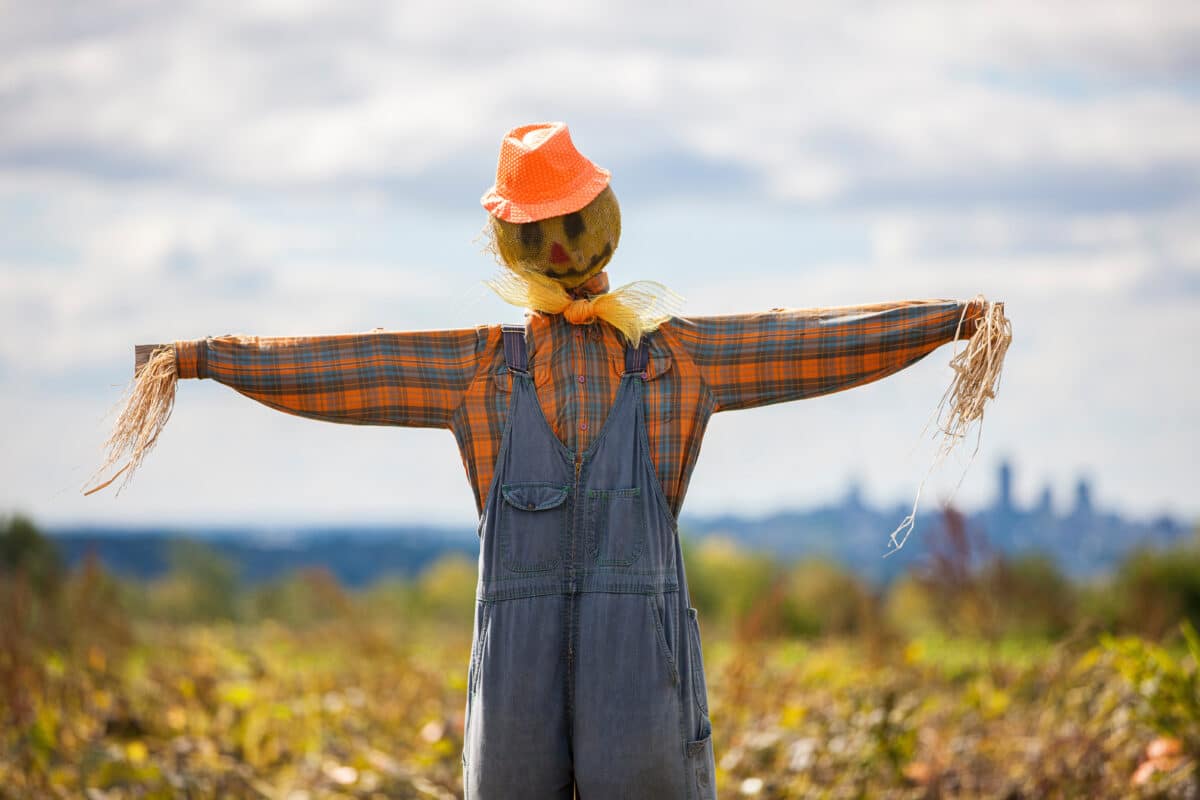 Colorful scarecrow outdoors in pumpkin patch