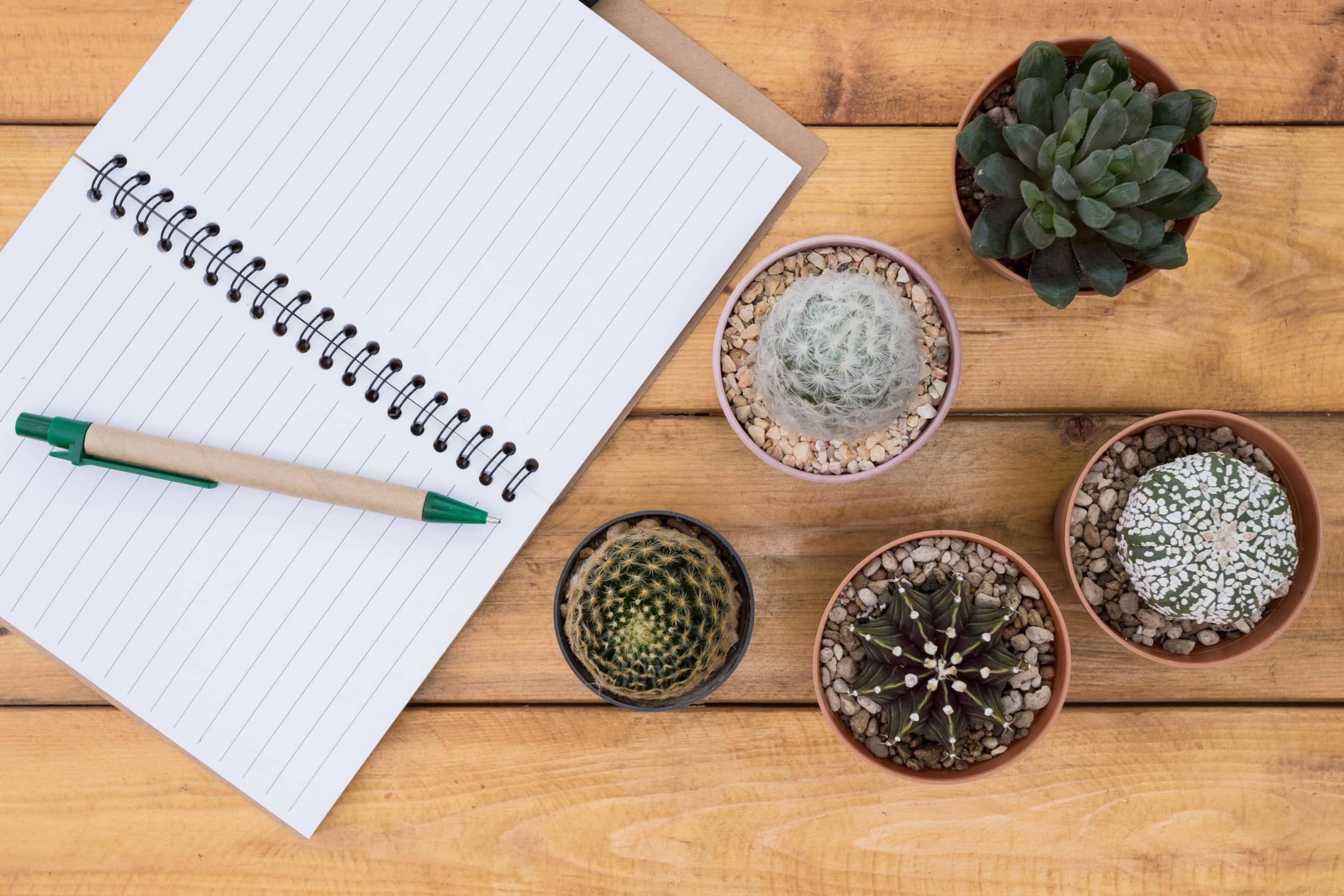 open notebook and a pen on top, and cactus plants on the wooden desk.