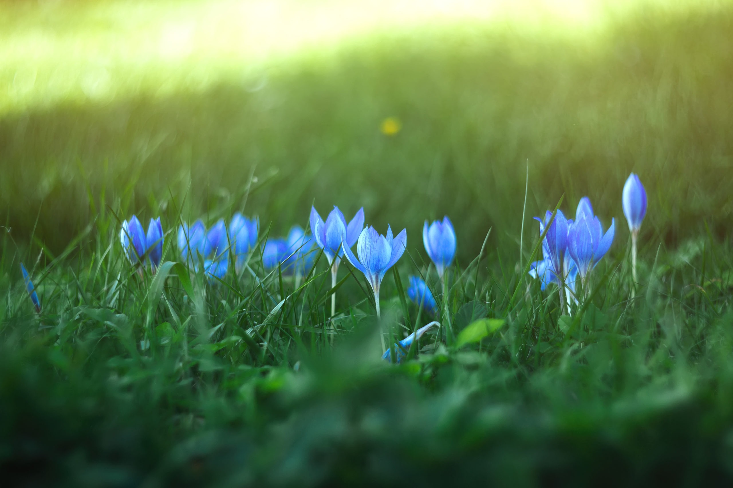 Blue crocuses grow in the meadow in spring.