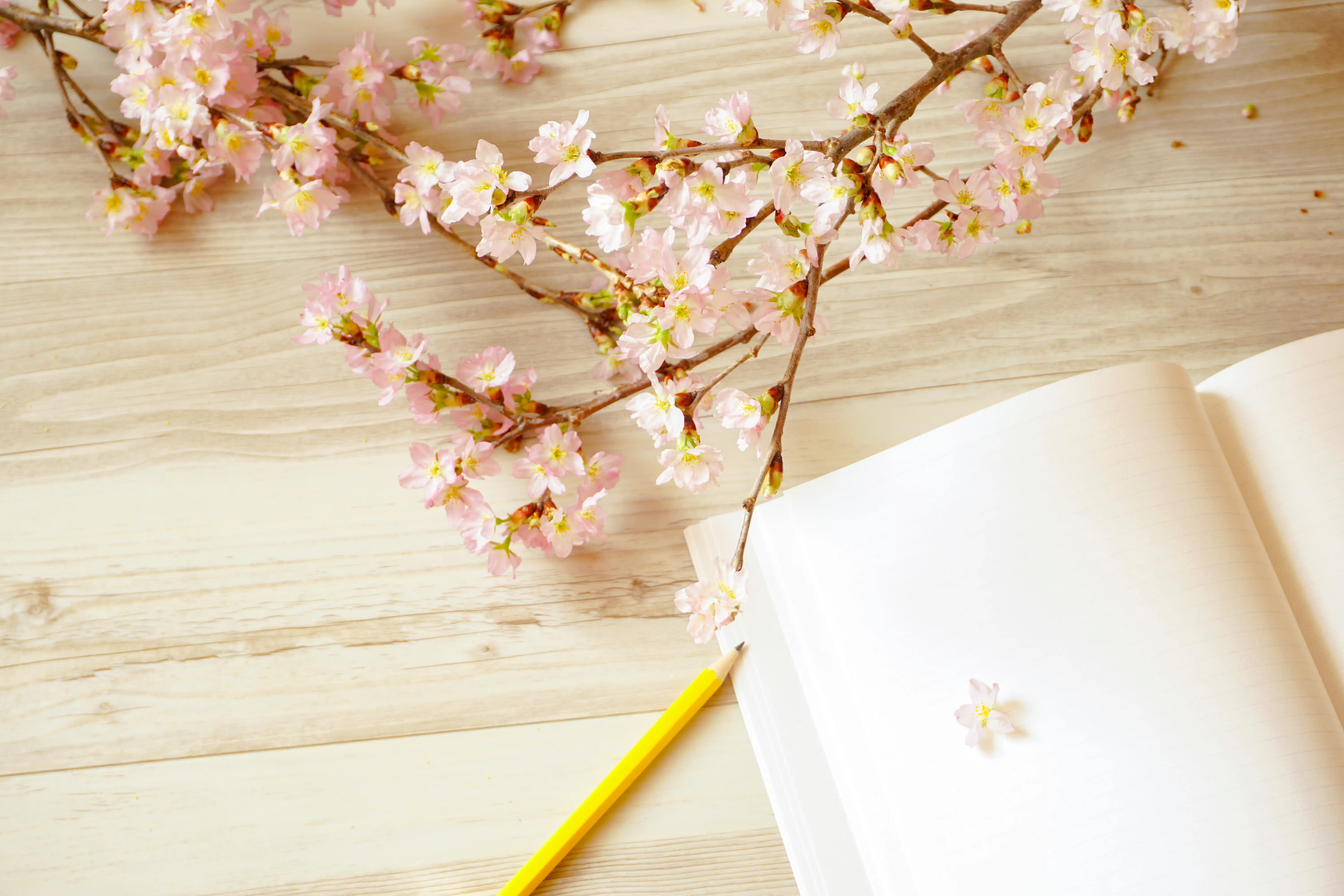 Cherry blossoms and note