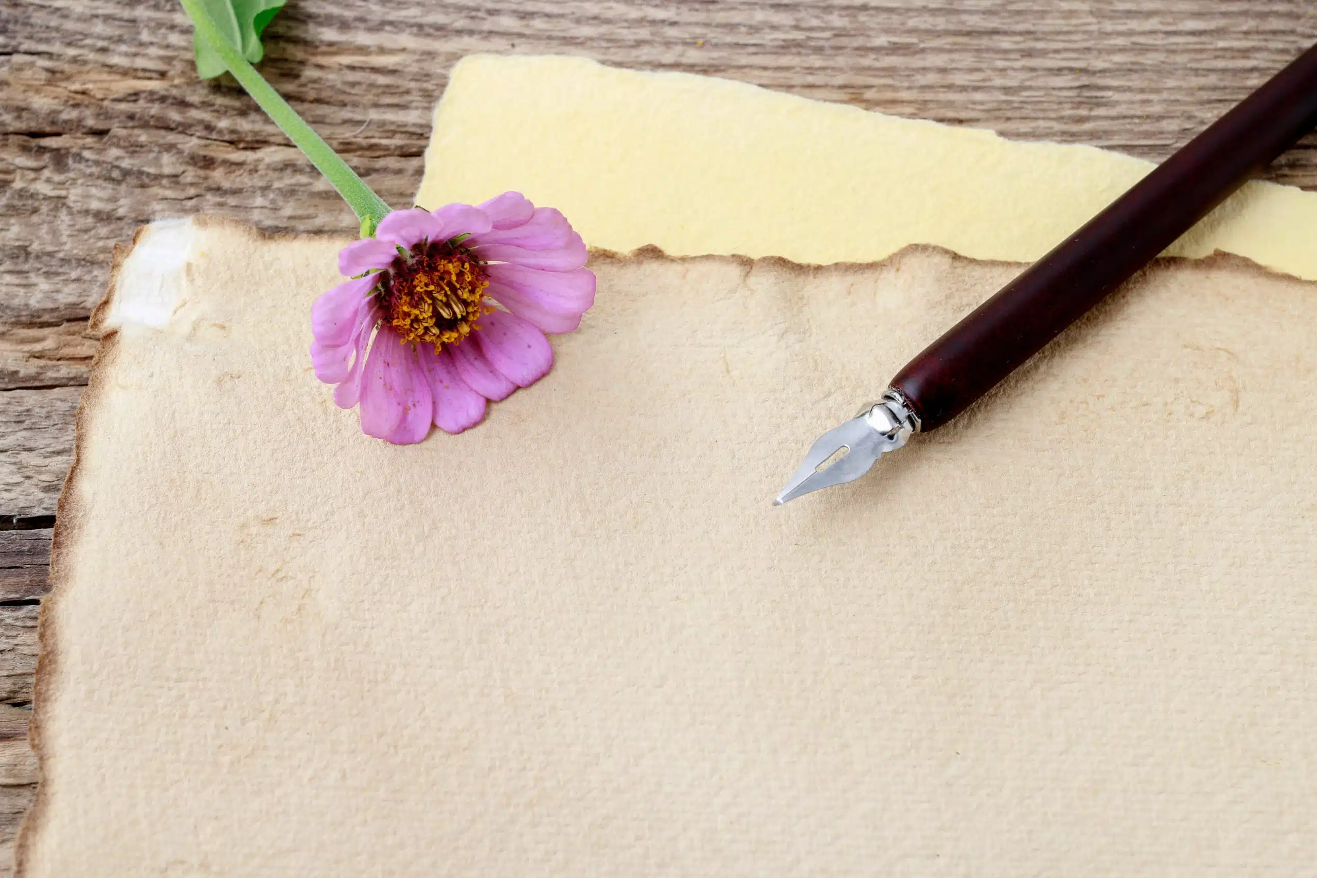 A single pink zinnia flower, vintage pen and old paper on wooden desk.