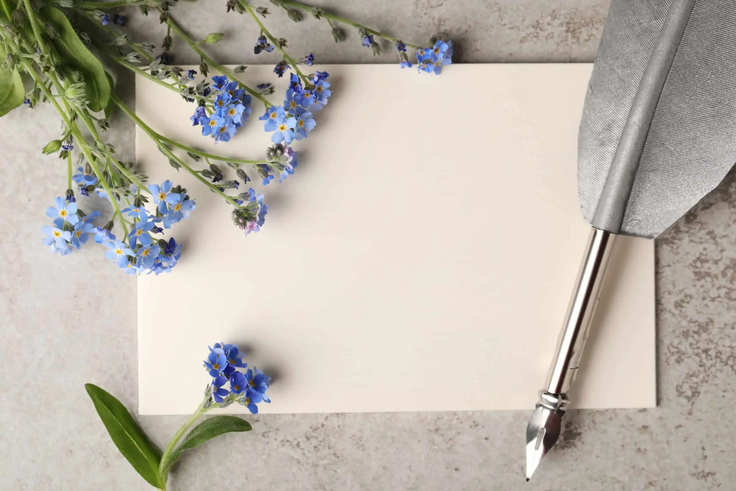Beautiful Forget-me-not flowers on blank paper and feather pen on grey table.