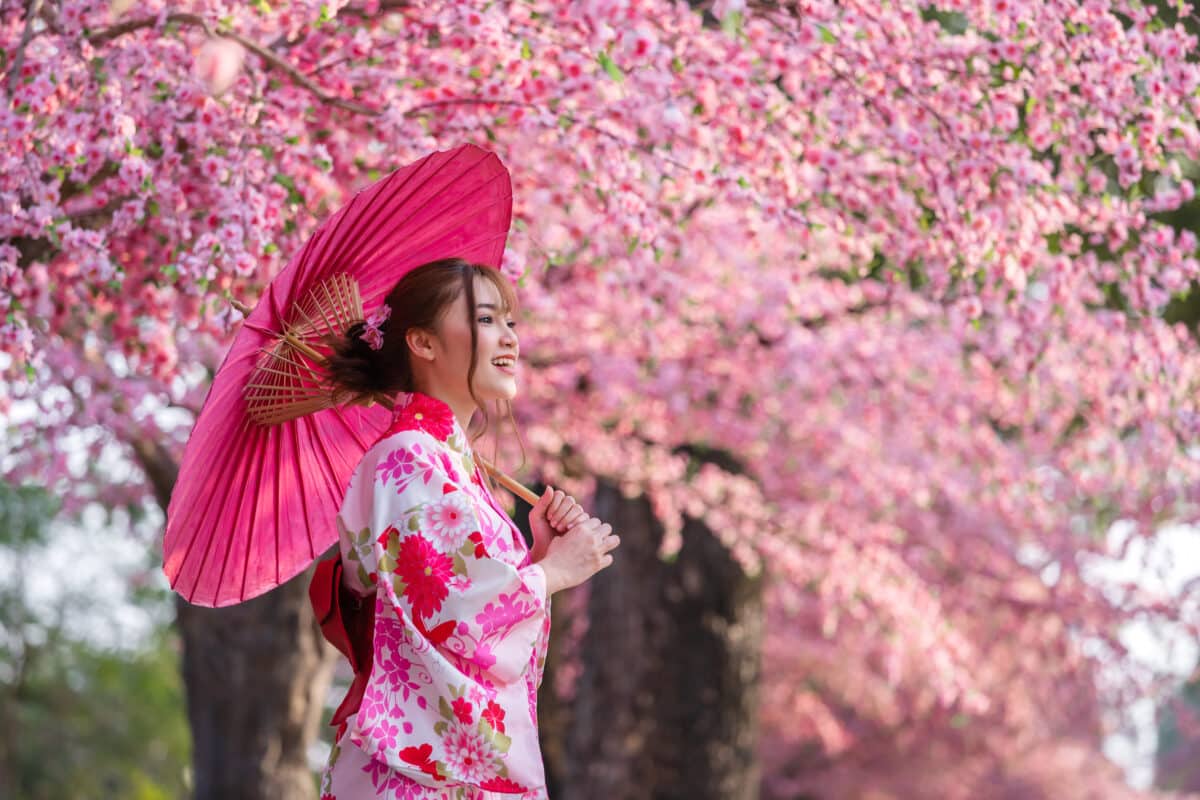 Woman in yukata (kimono dress) holding umbrella and looking at sakura flower or cherry blossom blooming in garden