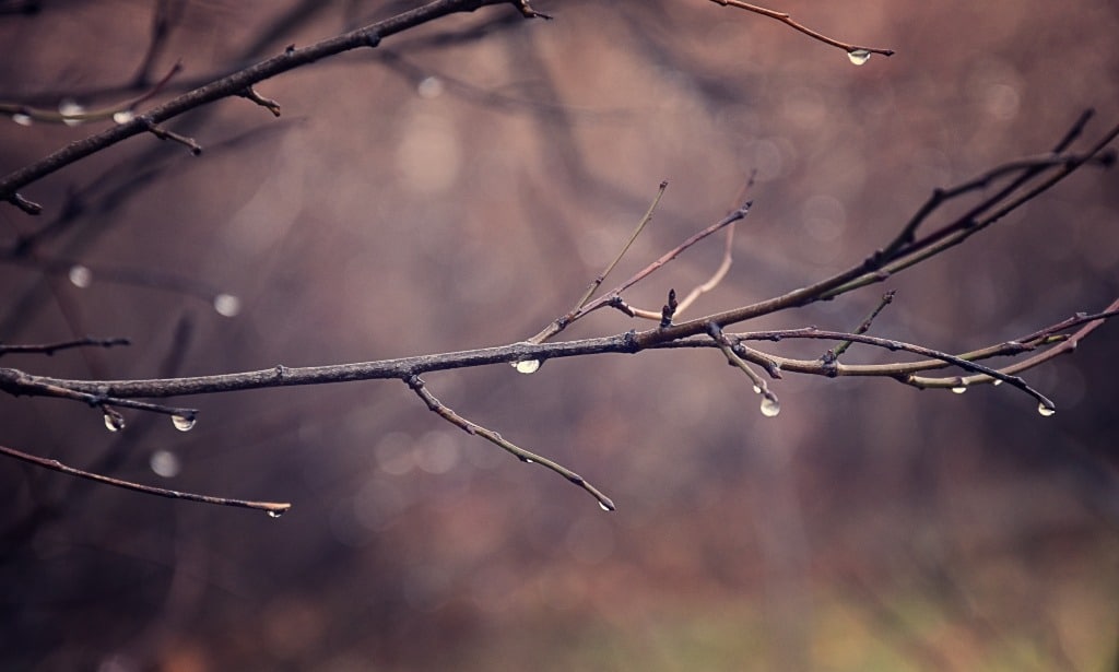 Beautiful leafless tree branches with drops of rain.