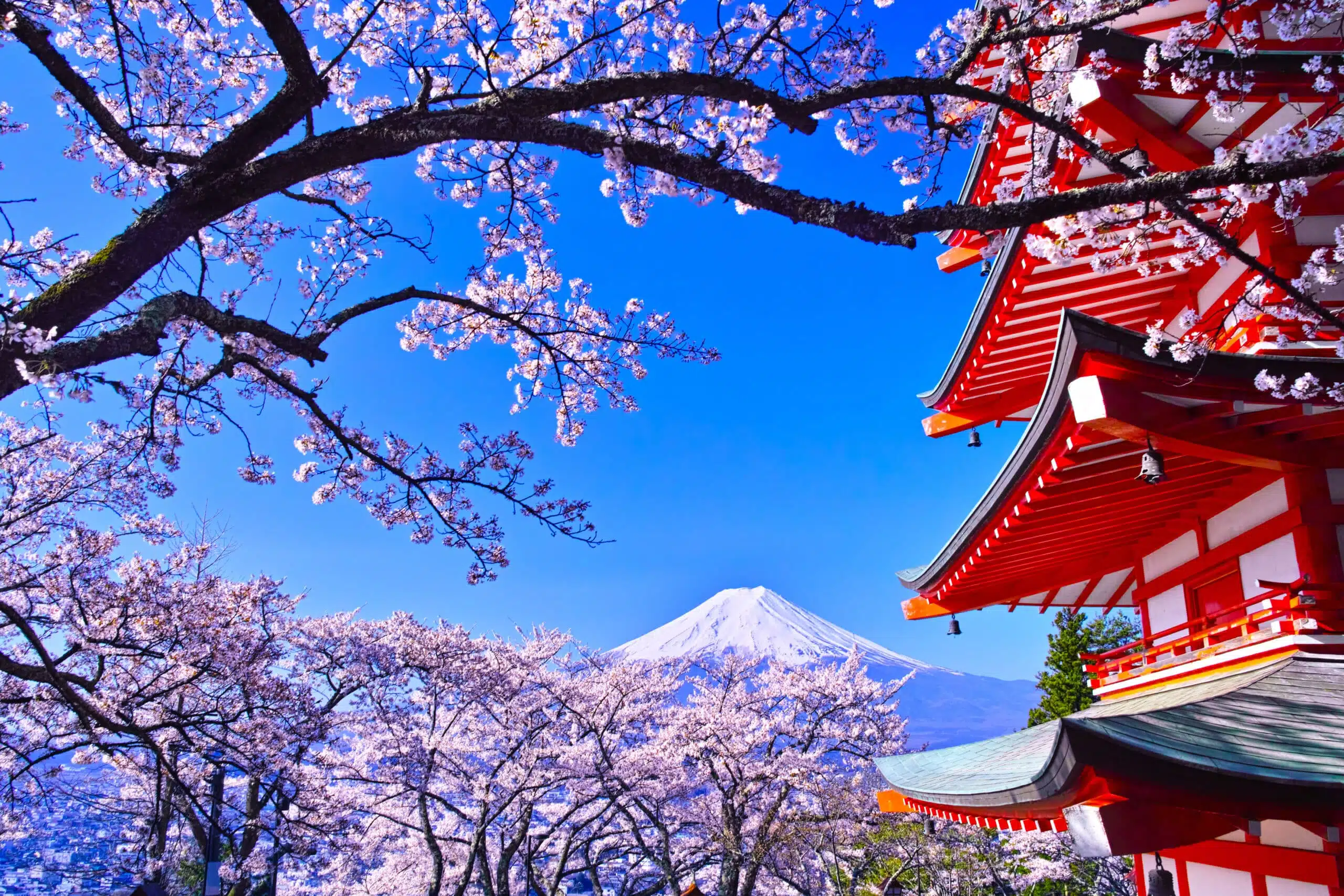 Cherry blossom trees against the azure sky and red pagoda
