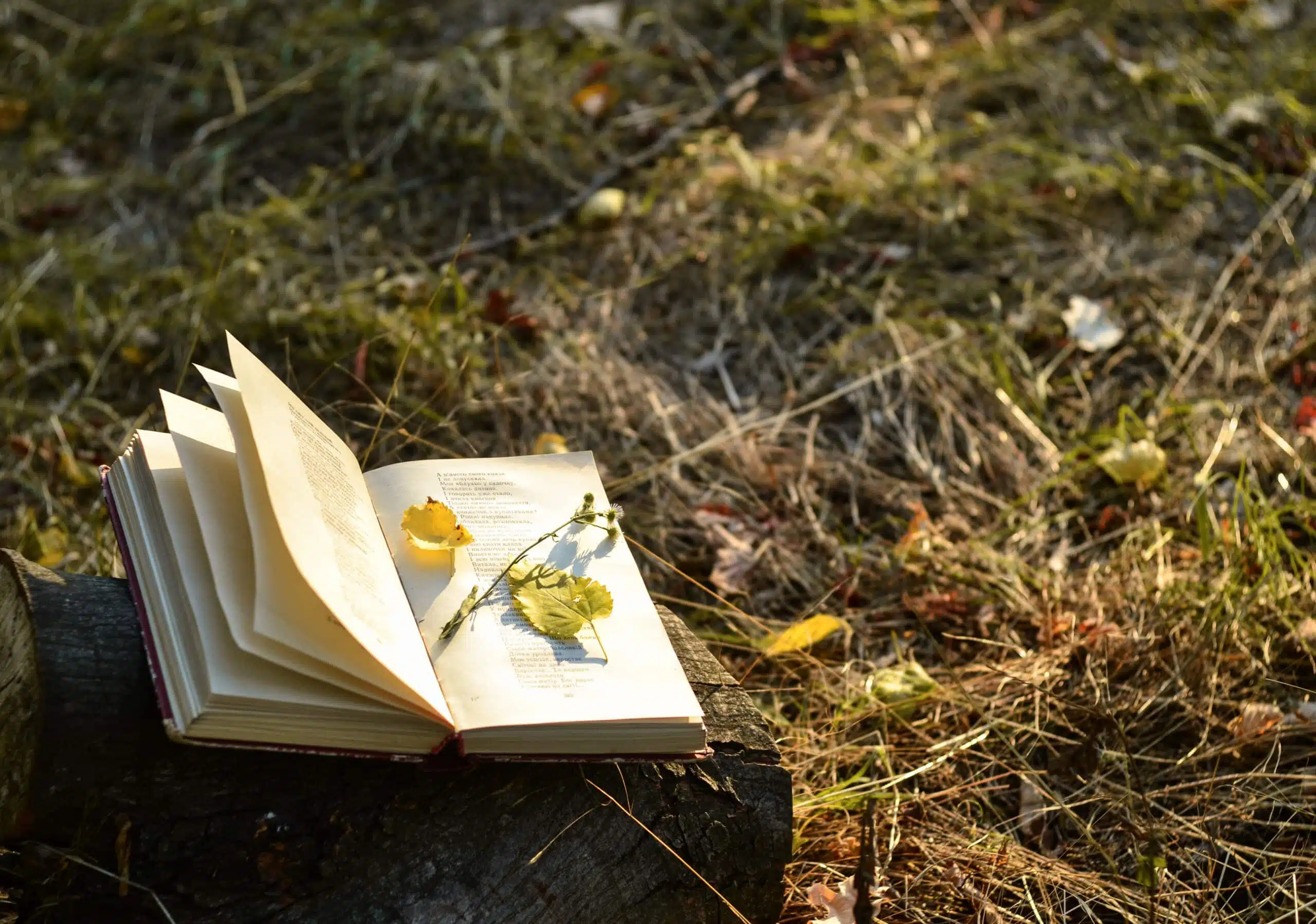 Poetry book with fallen leaves and flower on it