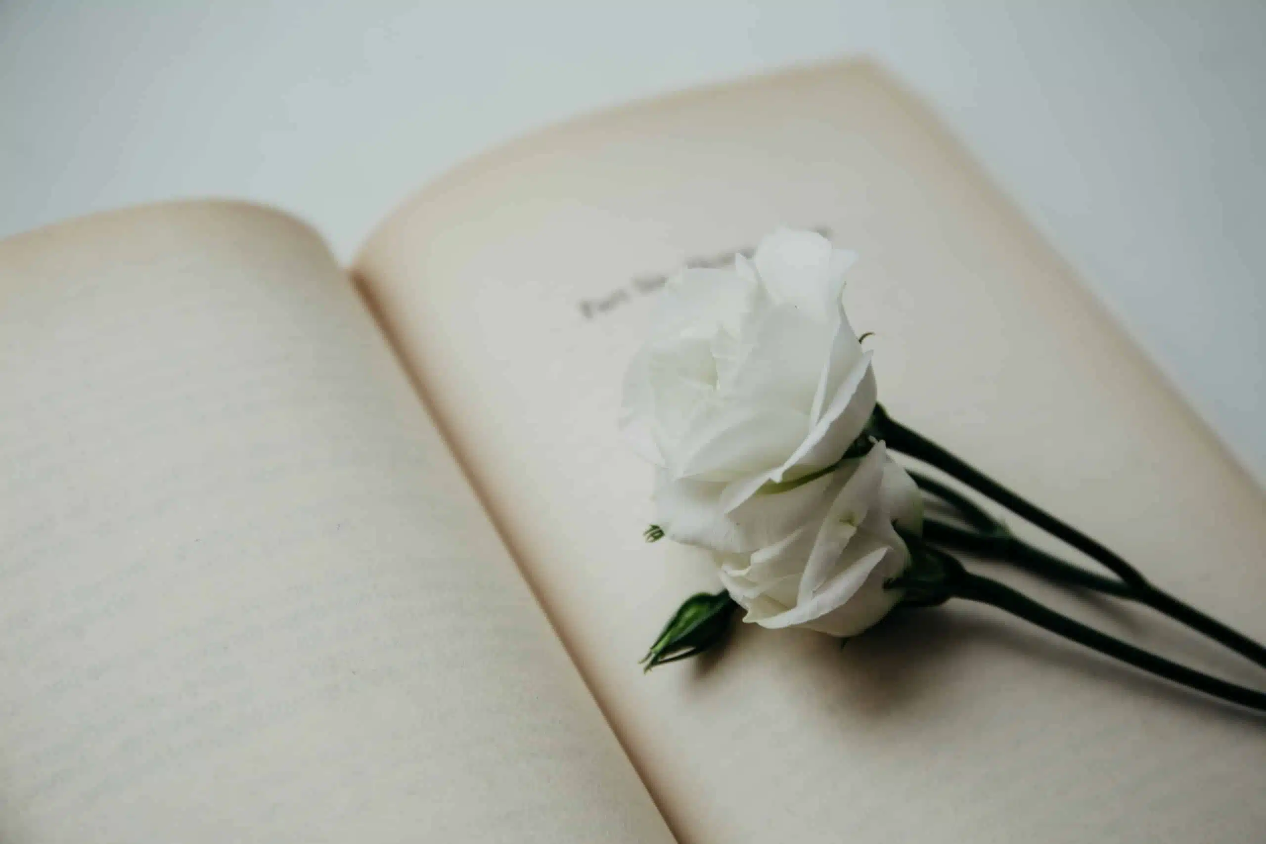 White soft flowers lying on open vintage book.
