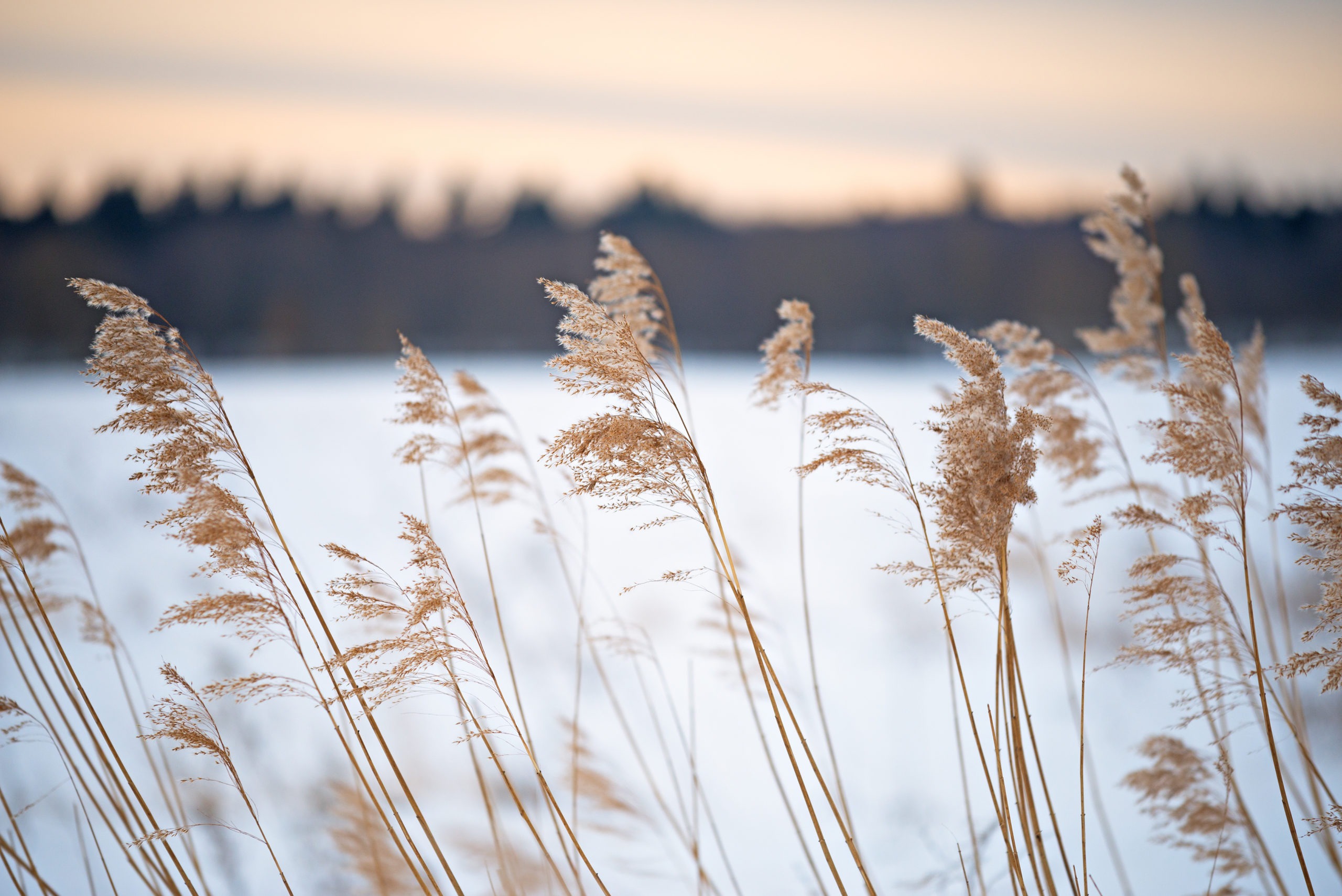 Reed in the wind in the winter landscape of the haiku.