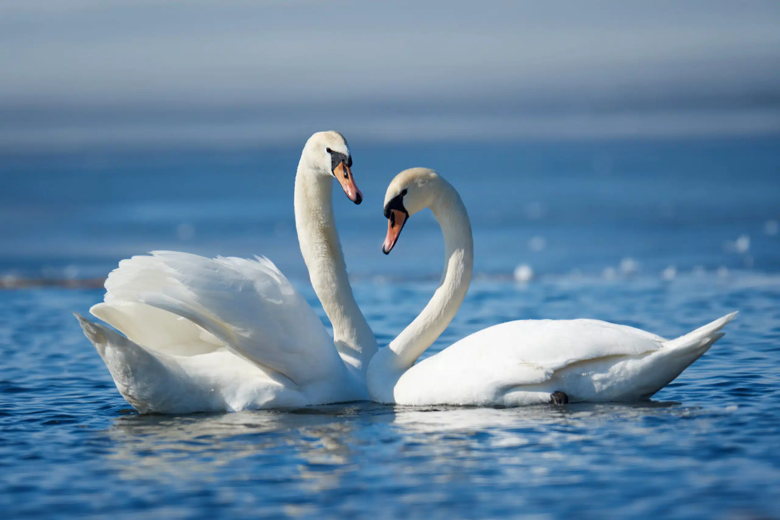 Romantic two swans on the lake, symbol of love