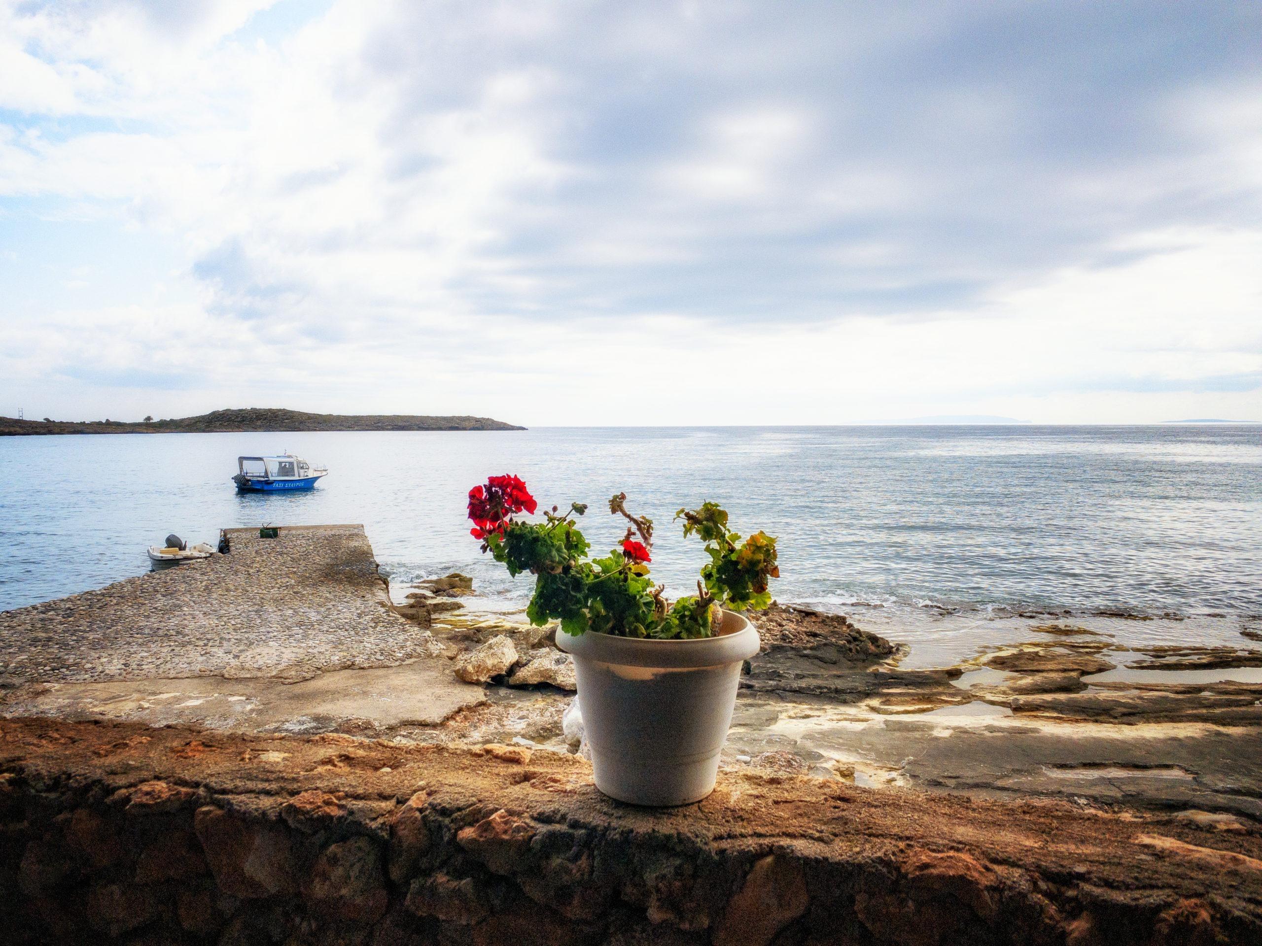 spring flower in a rustic pot on concrete dock, a boat and calm sea in the background.