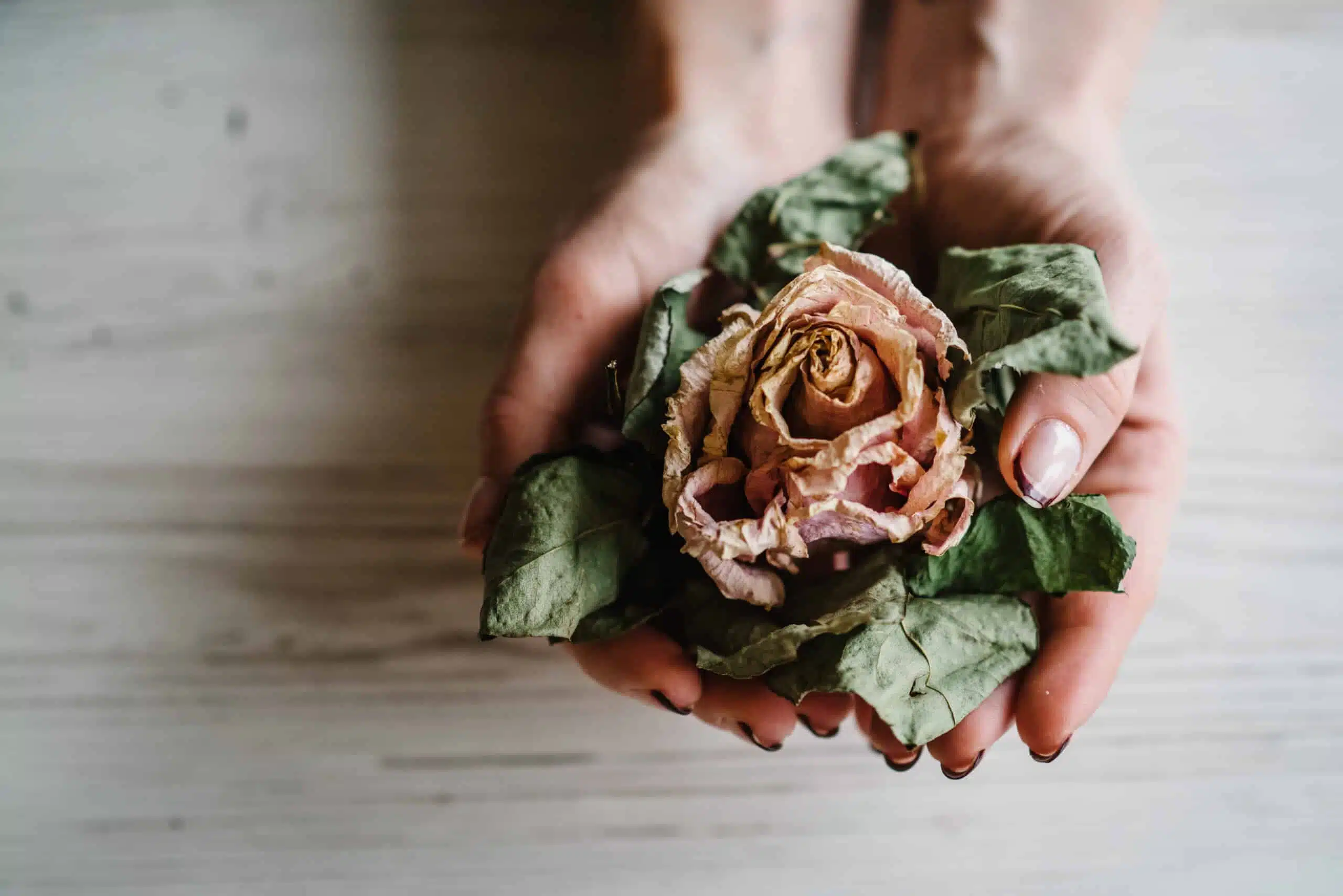 Woman's hands are holding dried rose flowers on a white wooden background