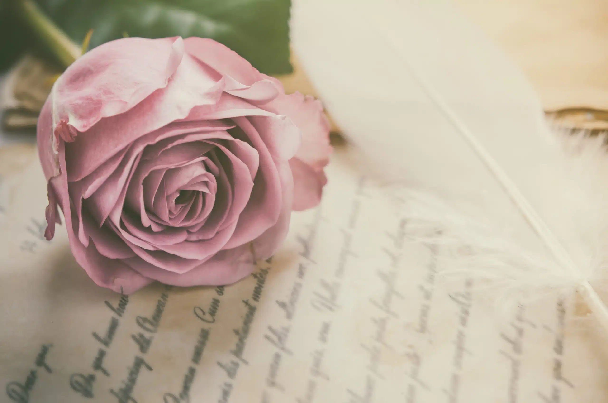 pink rose with love verses in vintage tone