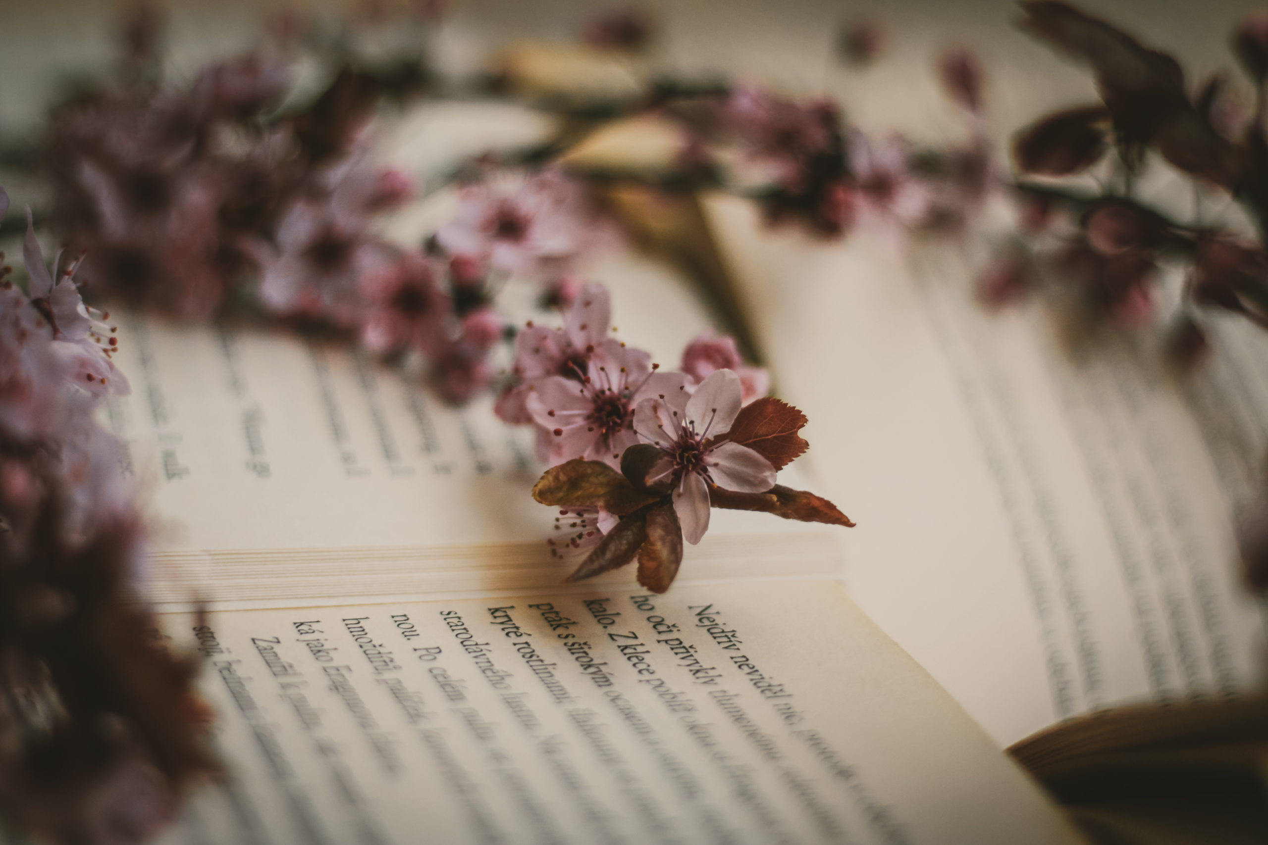 Open poetry book with fresh blooming twigs on pages spring cherry tree