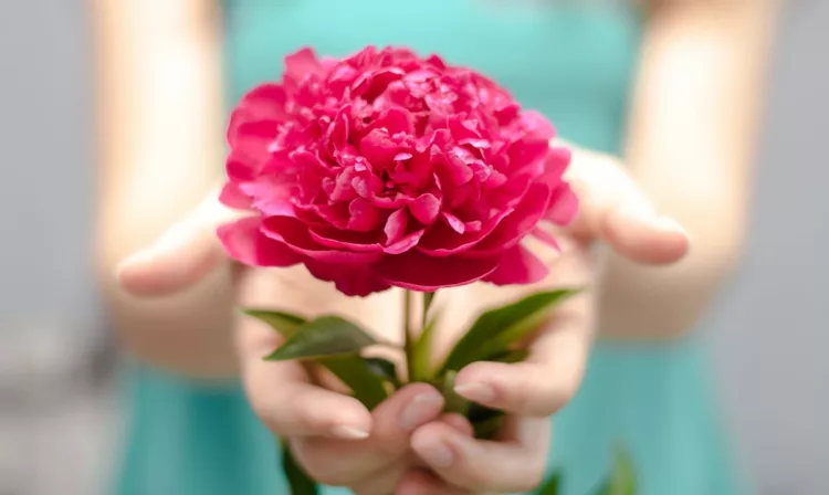 beautiful red flower in woman's hand